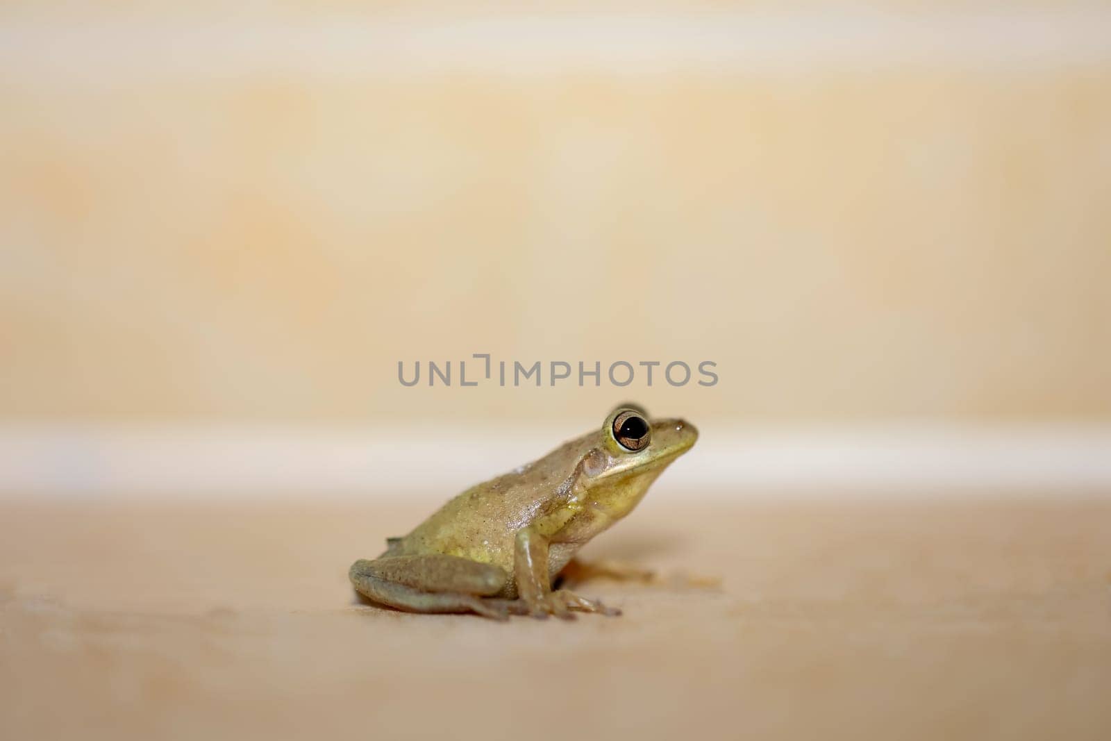 Photograph of a Cuban tree frog.