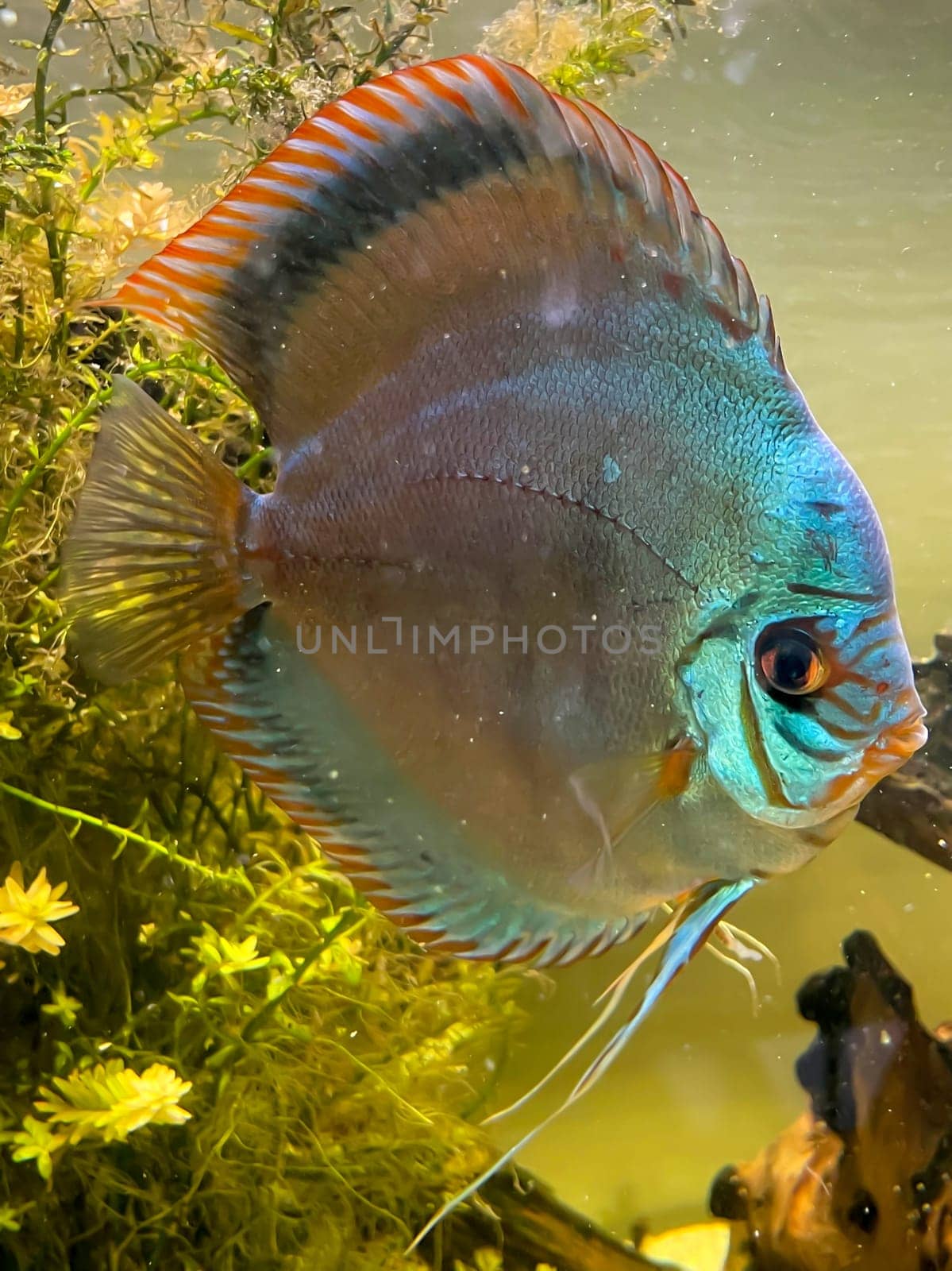 Portrait shot of discus fish in an aquarium, Amazon Aquarium.