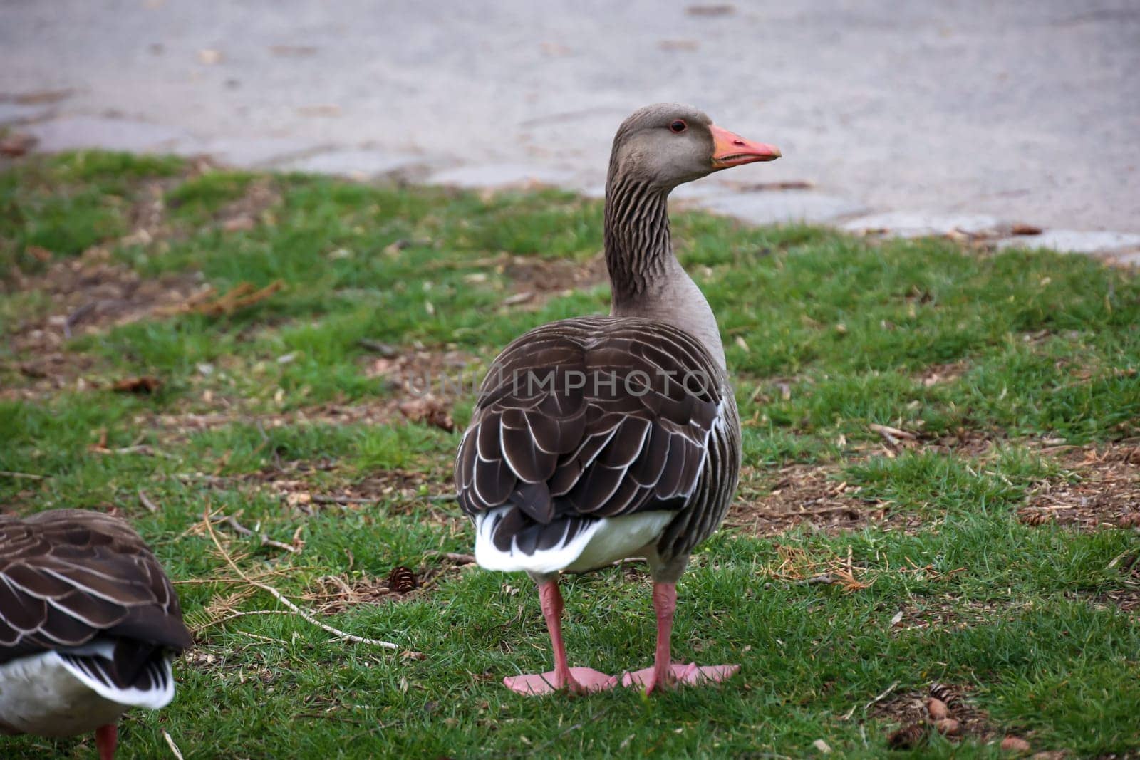 A greylag goose on the edge, on a pond.