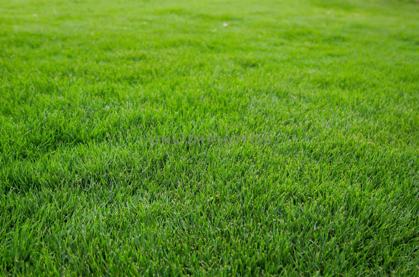 A grass texture, view of a lush green lawn.