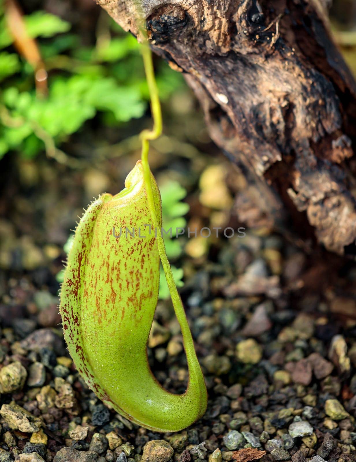 The flower of a roller-leaf Papilionanthe orchid in a greenhouse.
