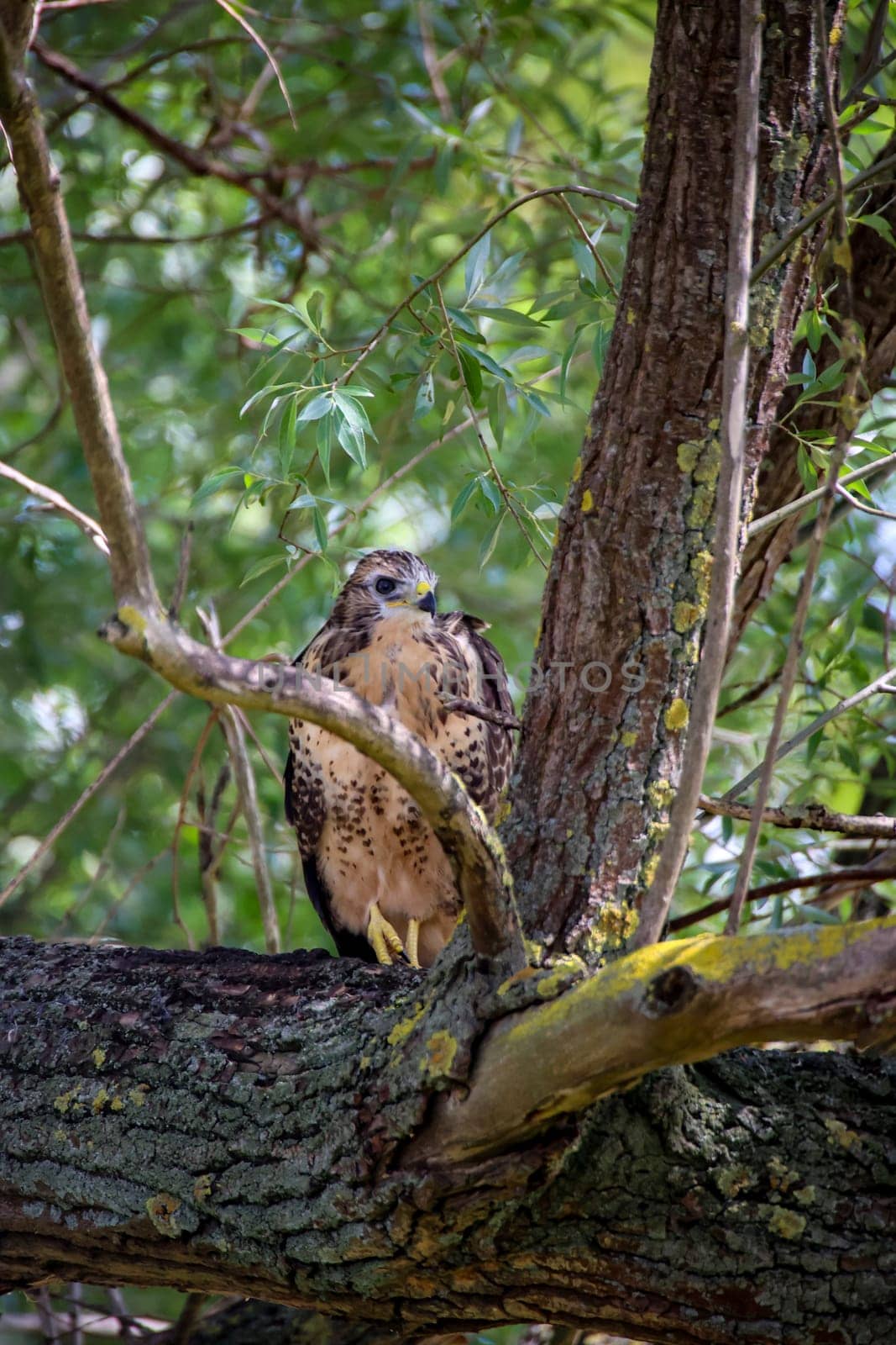 Portrait of a young buzzard sitting on a branch.