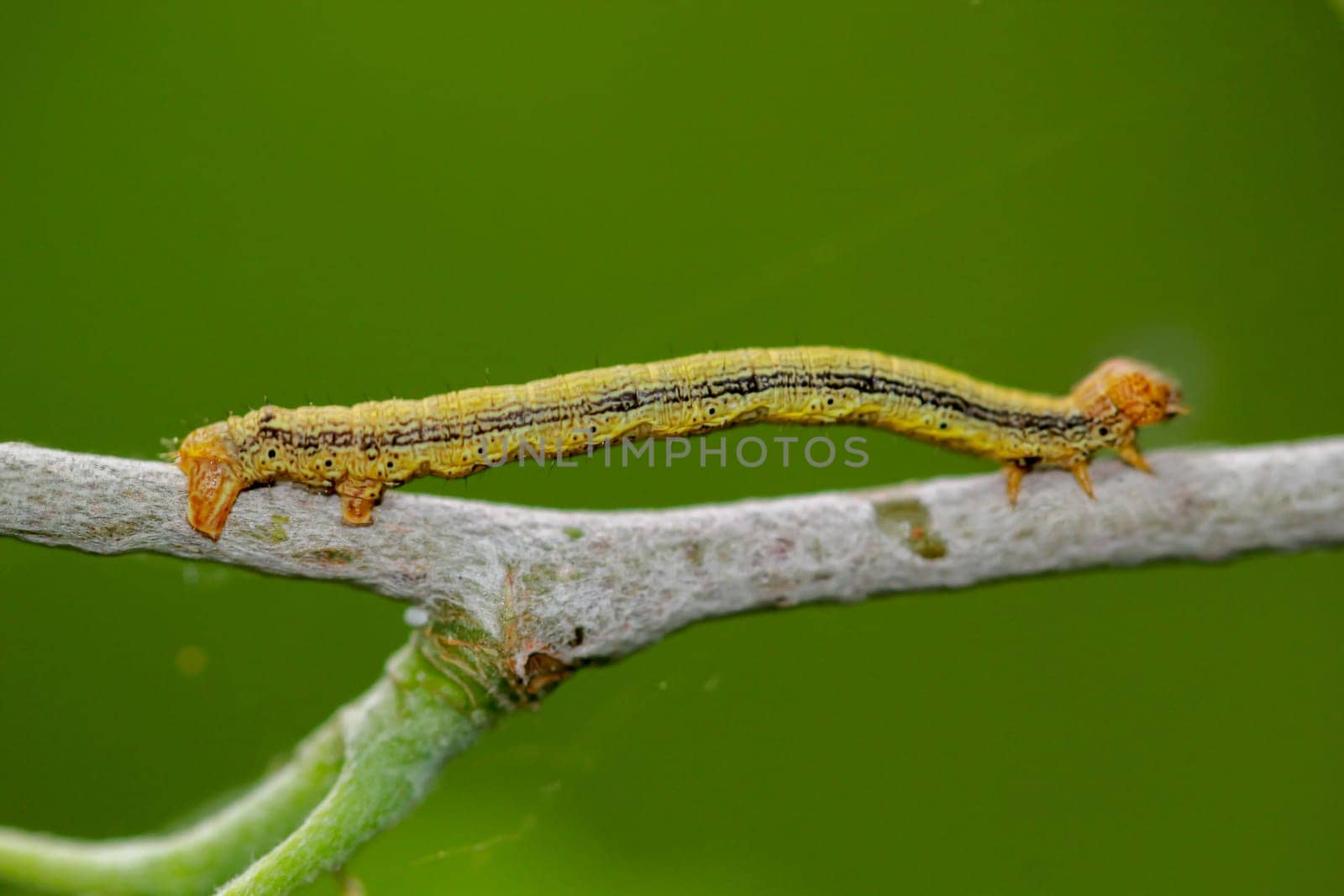 The caterpillar of a great frost moth, Erannis defoliaria on a plant.