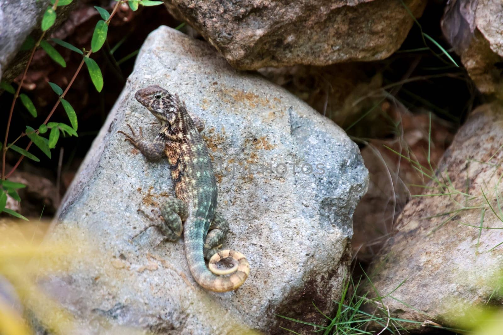 A spotted lizard with a curled tail in Cuba.