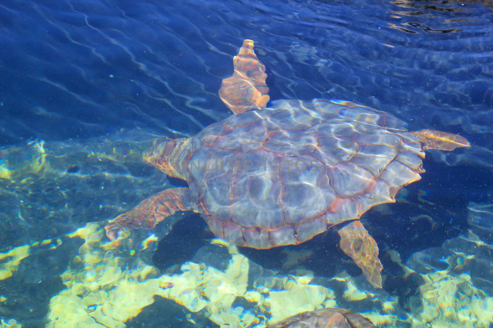 Sea turtle swimming in the blue water of the Adriatic Sea
