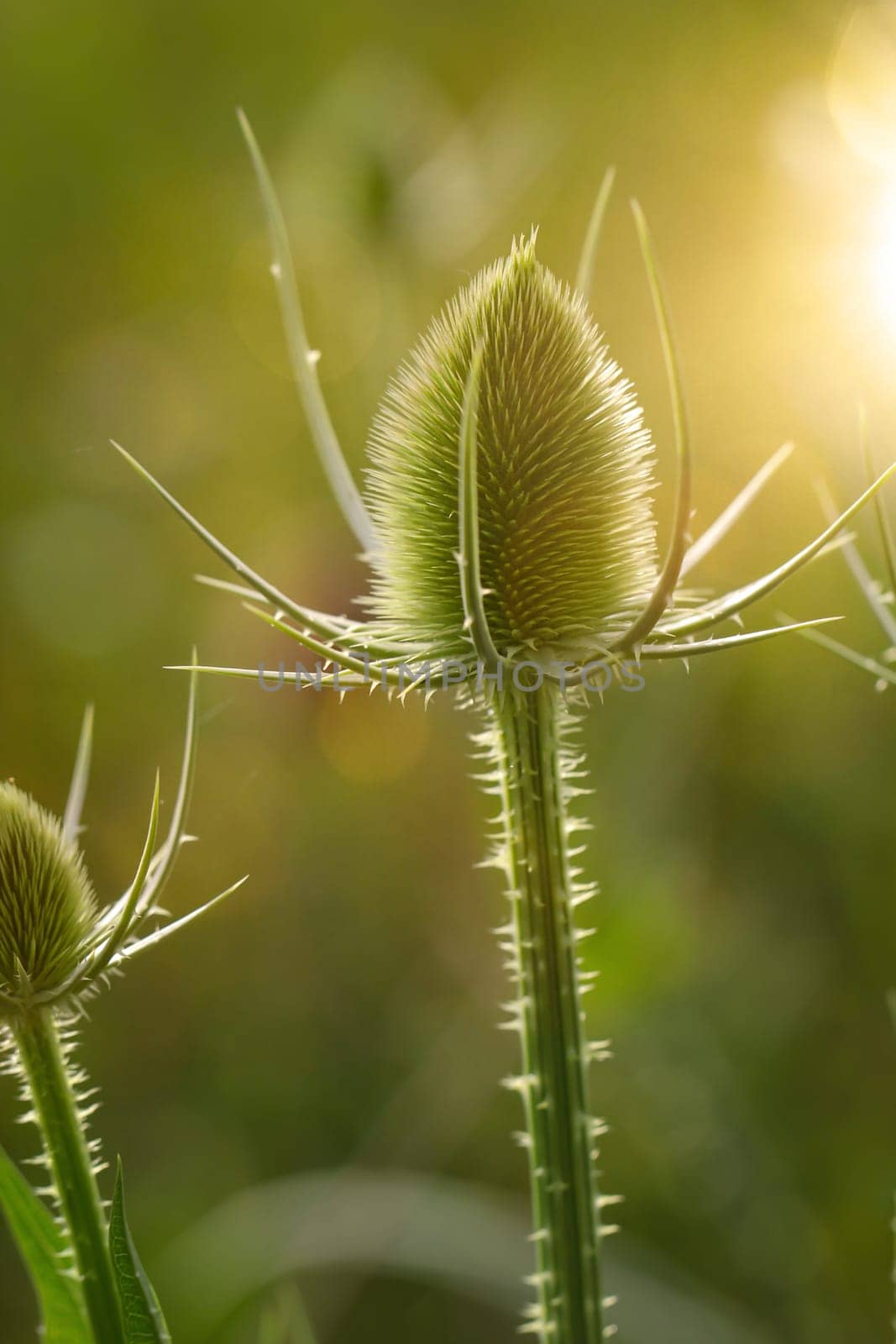 The flower of the wild cardoon (Dipsacus fullonum) in a meadow.