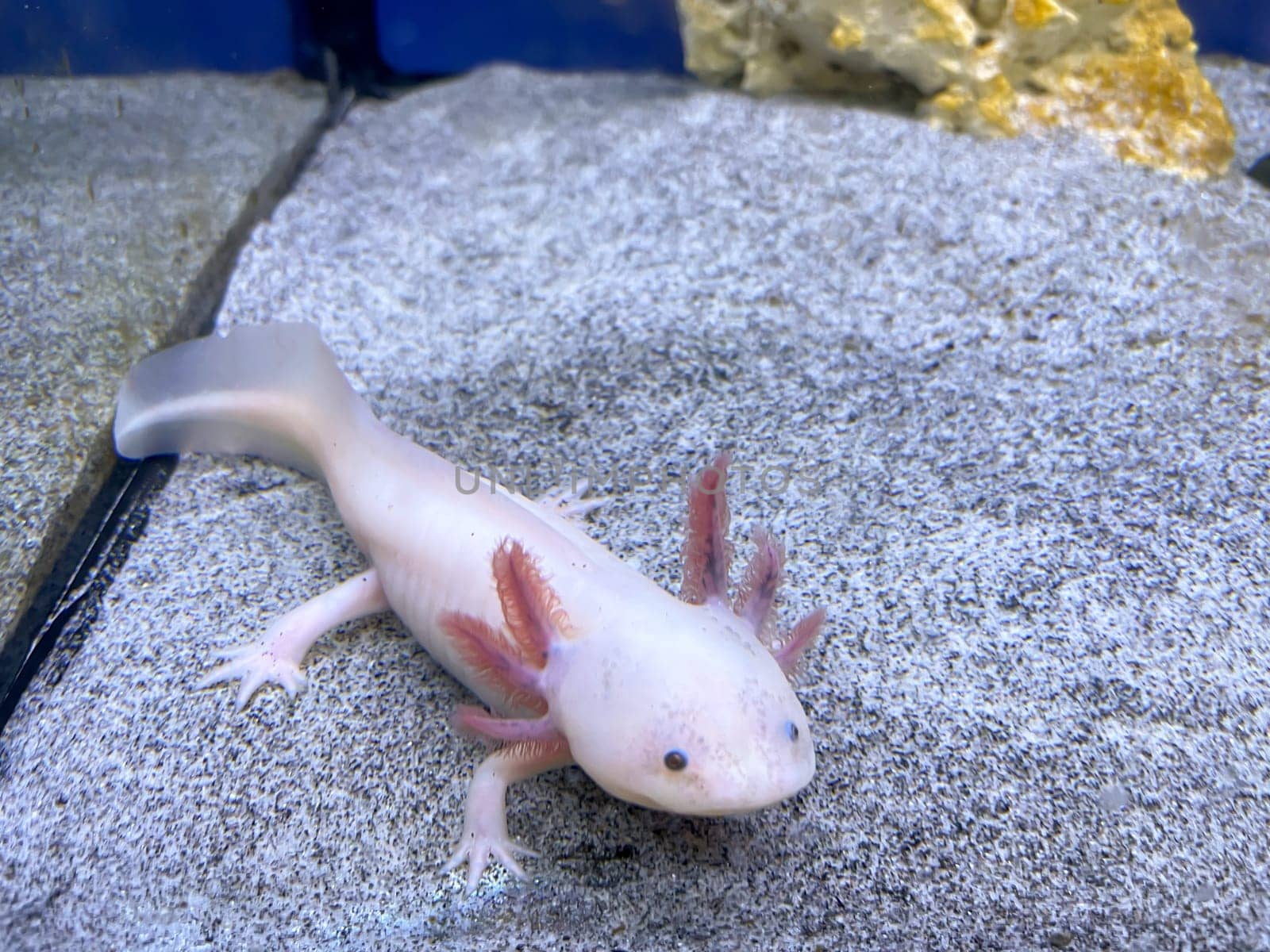 An axolotl in the aquarium. The axolotl is an aquatic Mexican caudate from the cross-toothed newt family.