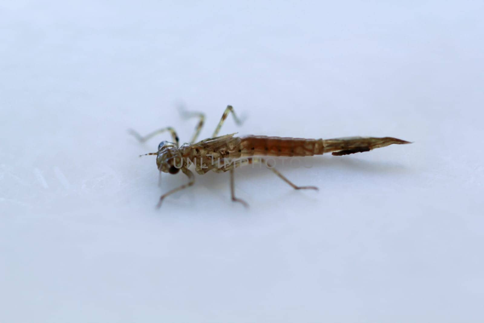 The larva of a not yet fully developed damselfly.