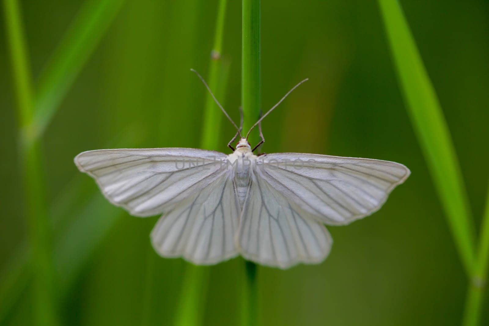 A shy siona lineata, hard hay moth on a blade of grass.