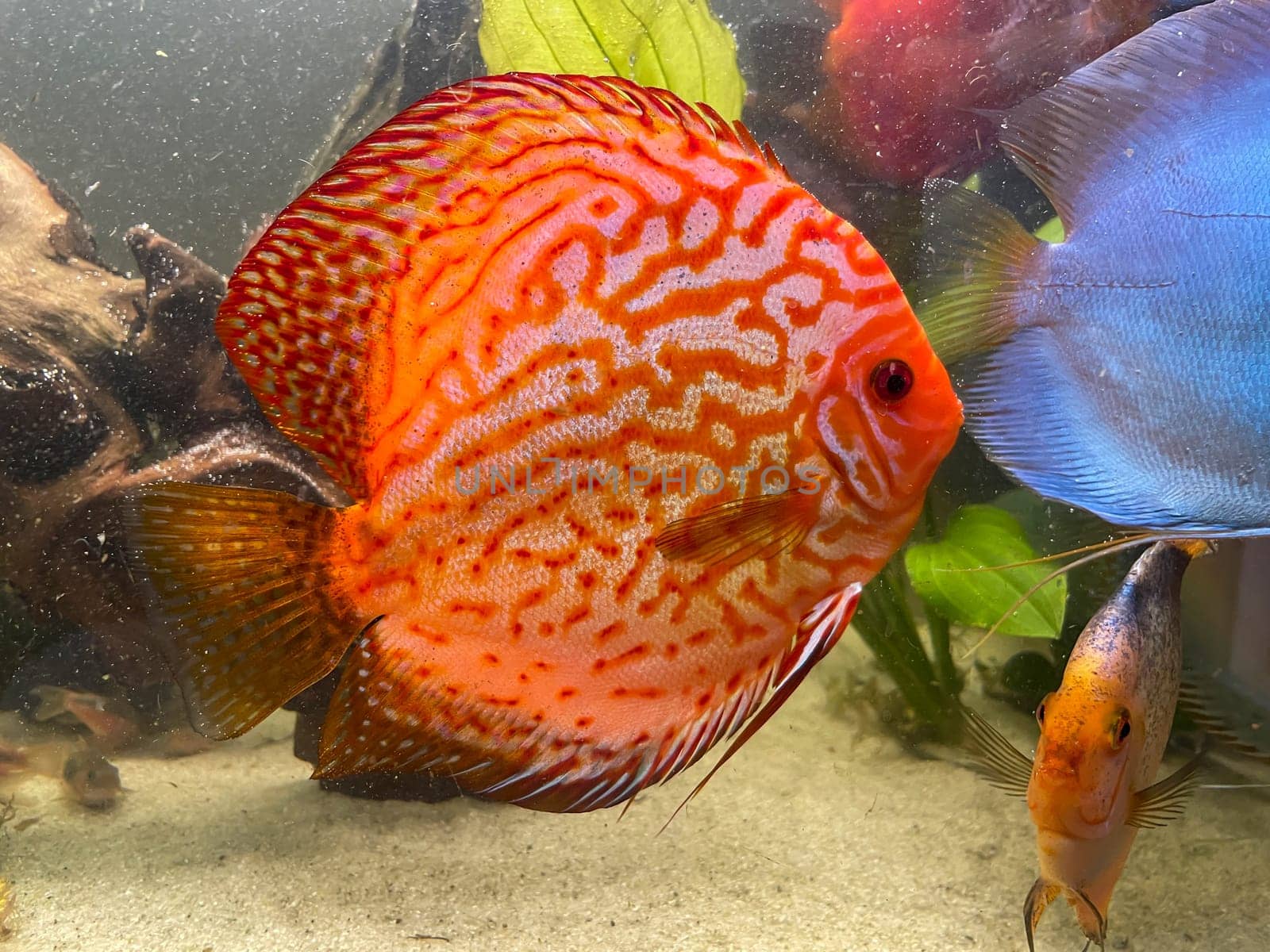 Portrait shot of discus fish in an aquarium, Amazon Aquarium.