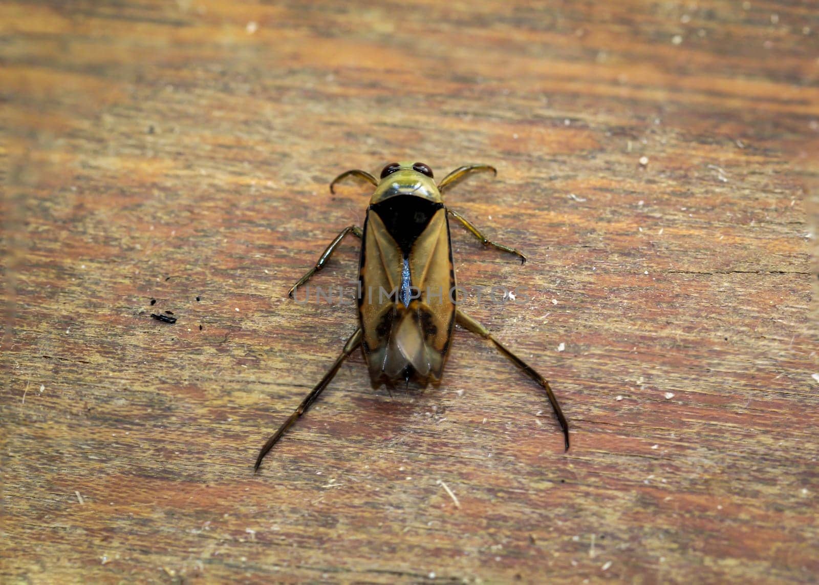 Close-up of a common backswimmer, a water bug, Notonecta glauca.