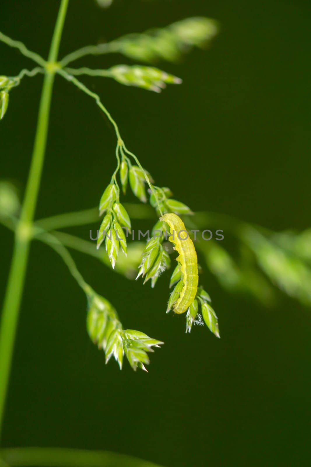 A green caterpillar of a future butterfly on a plant.