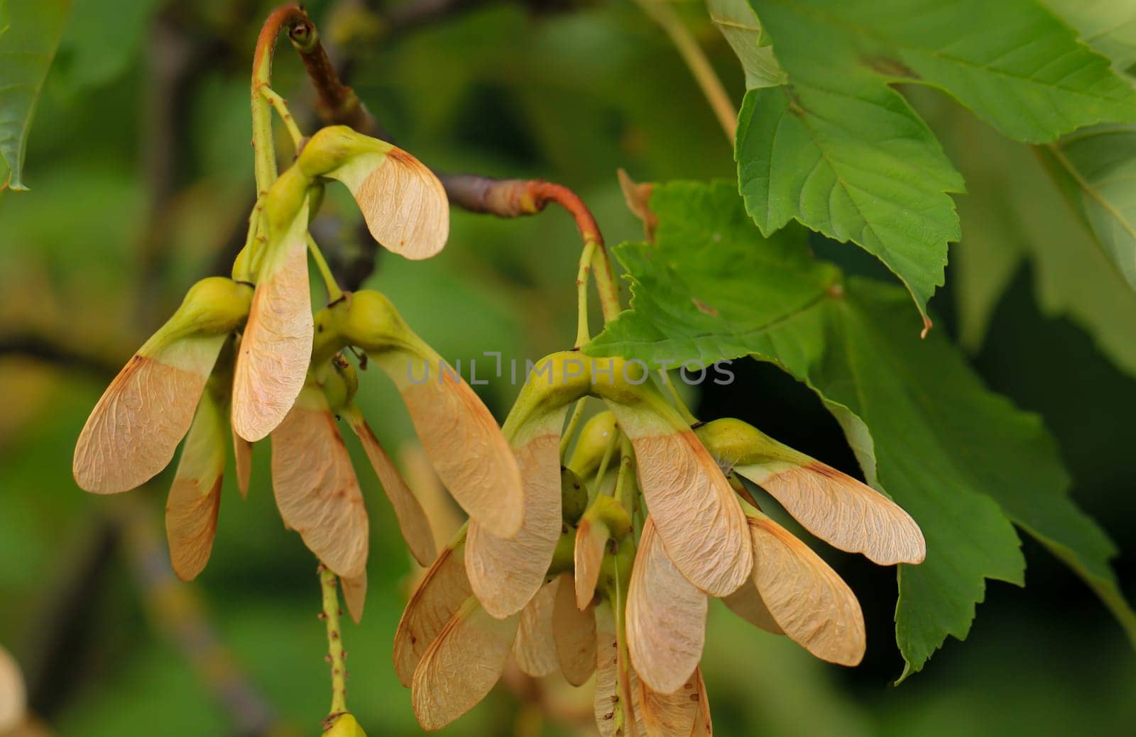 The seeds of a maple tree still hang on the branch in summer.