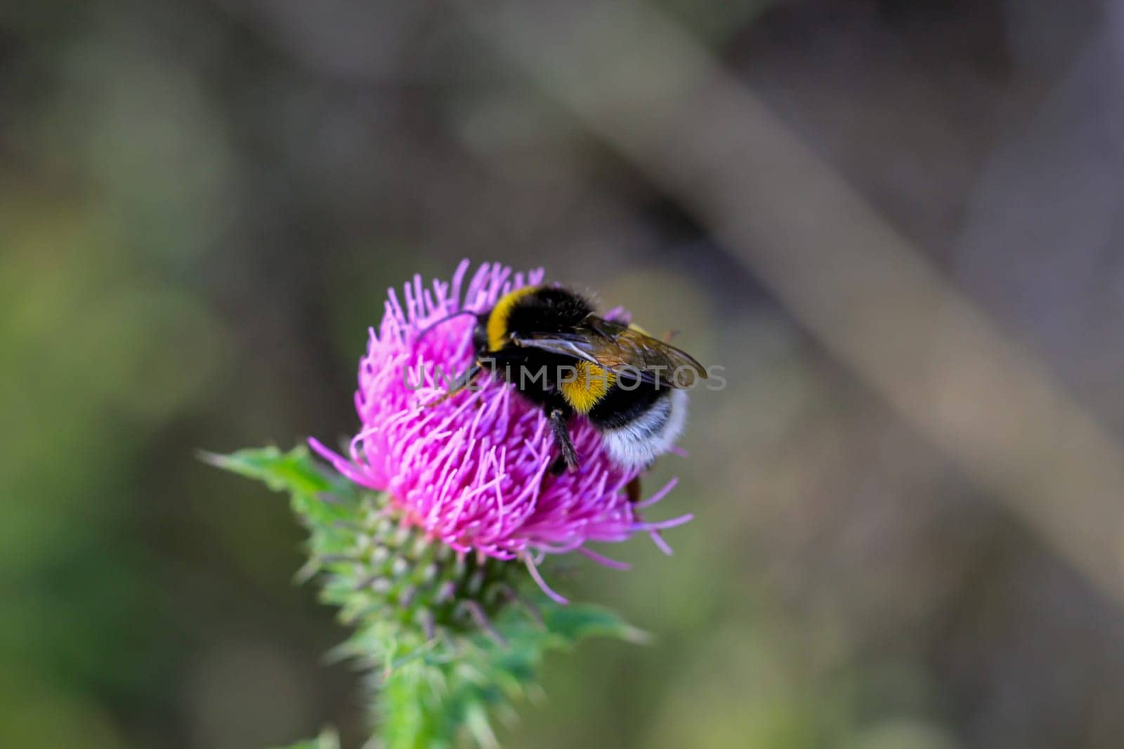 A bumblebee collects pollen on the flower of a milk thistle.