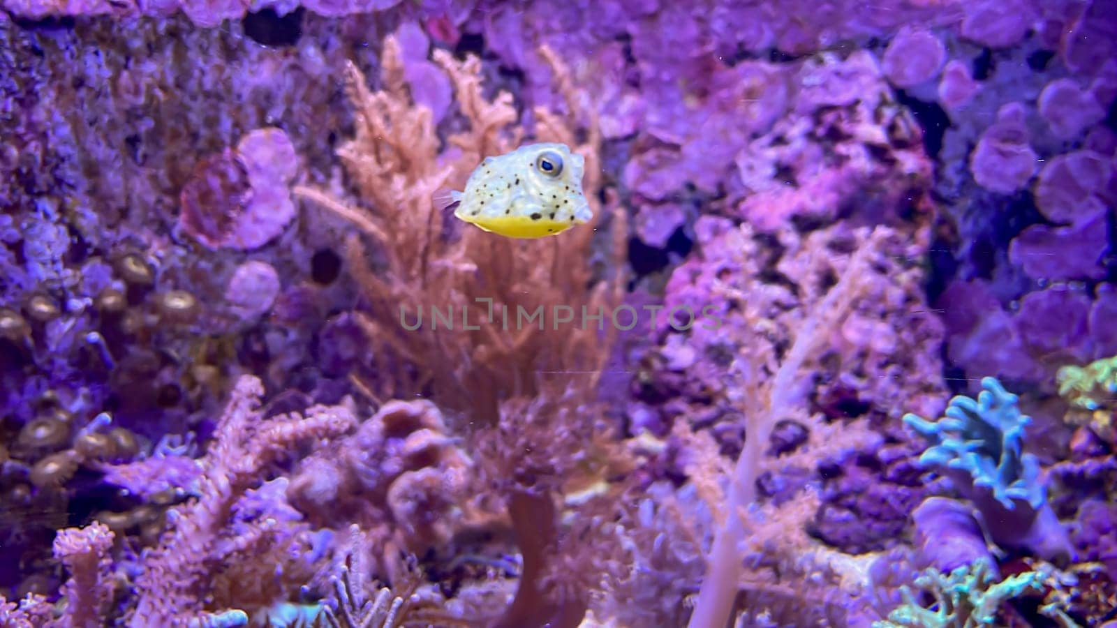 A small boxfish swims between corals in the aquarium.