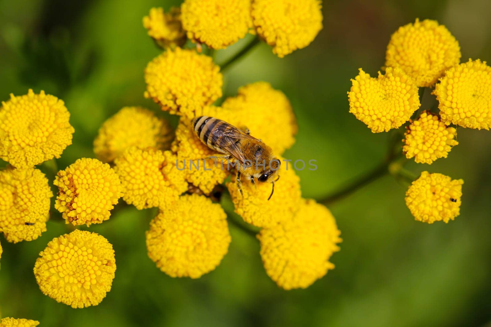 A bee on a meadow plant, a tansy.