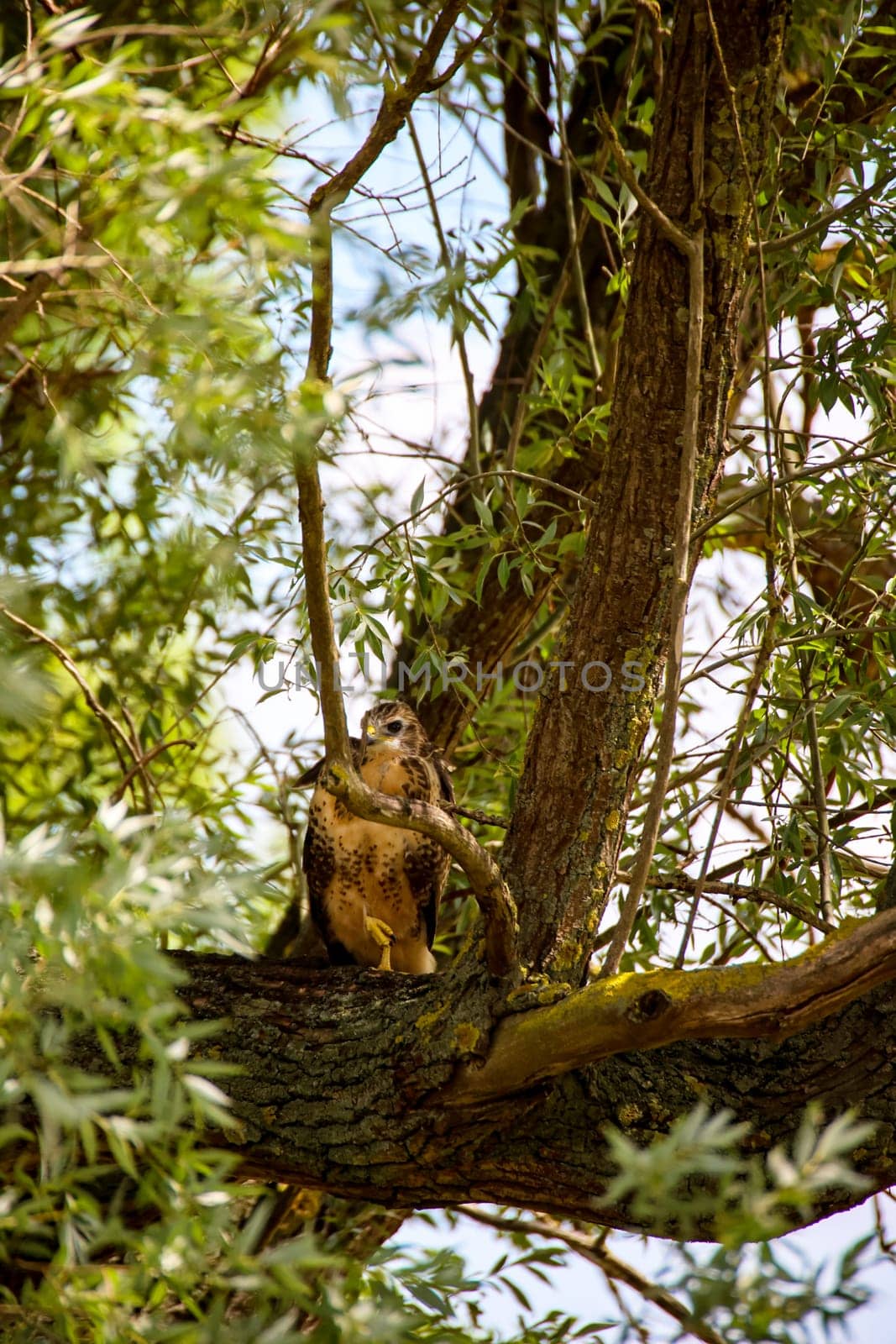 Portrait of a young buzzard sitting on a branch.
