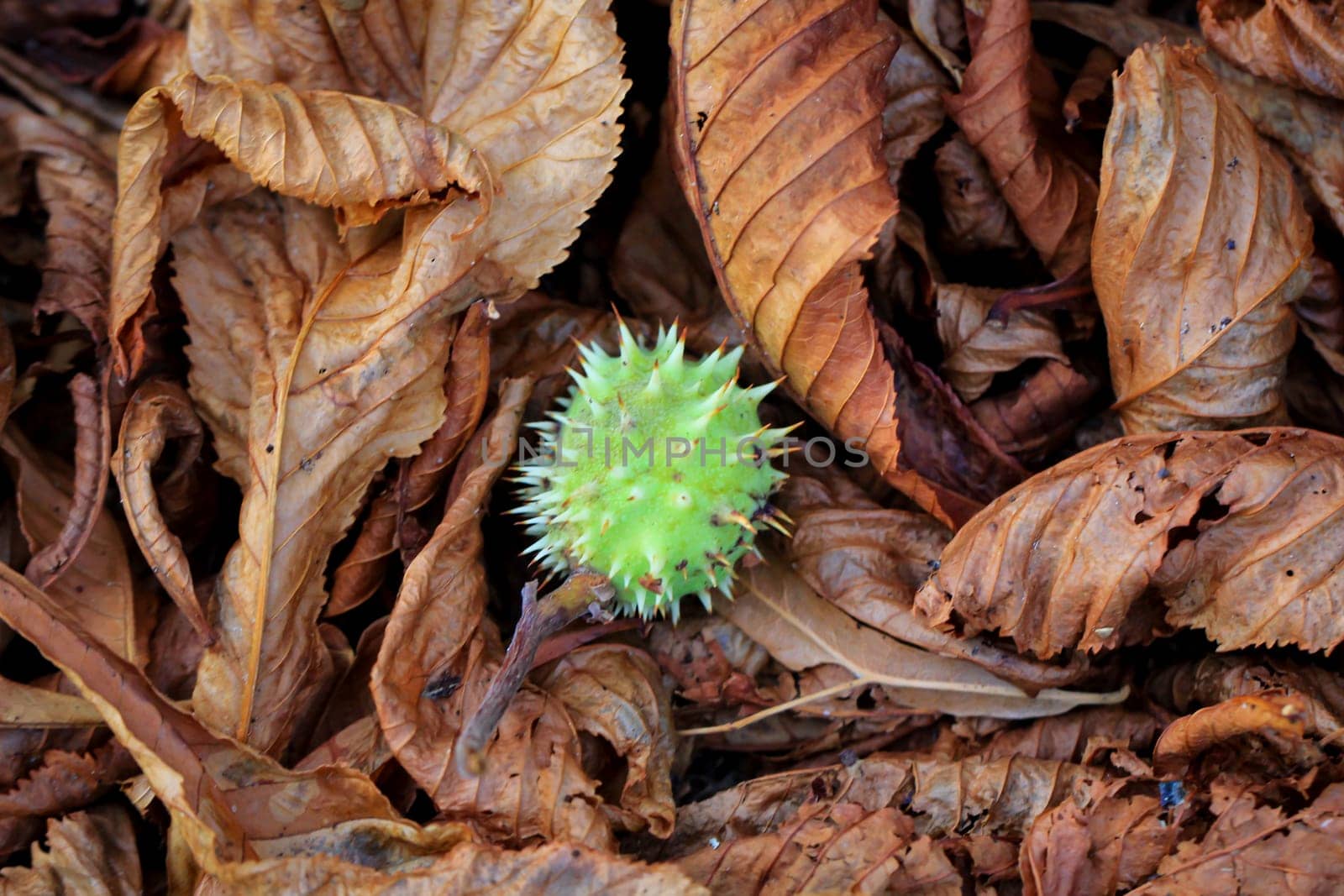 A chestnut in its prickly cover.