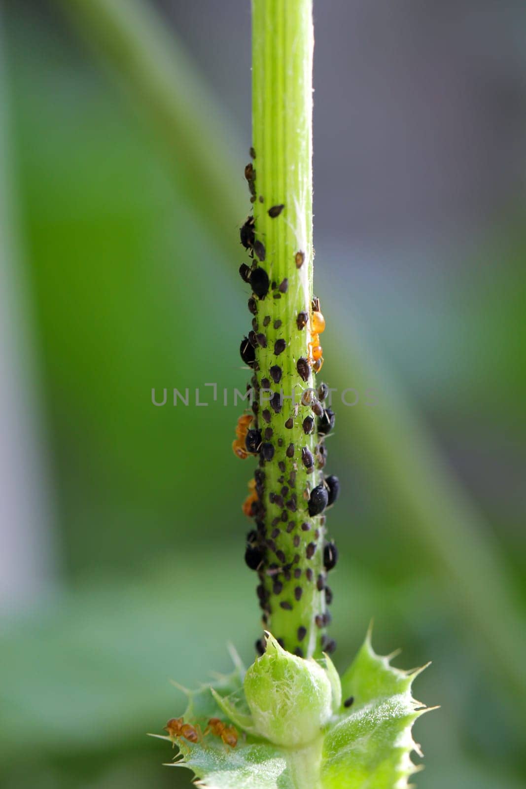 Many black aphids are kept as a colony by orange ants.