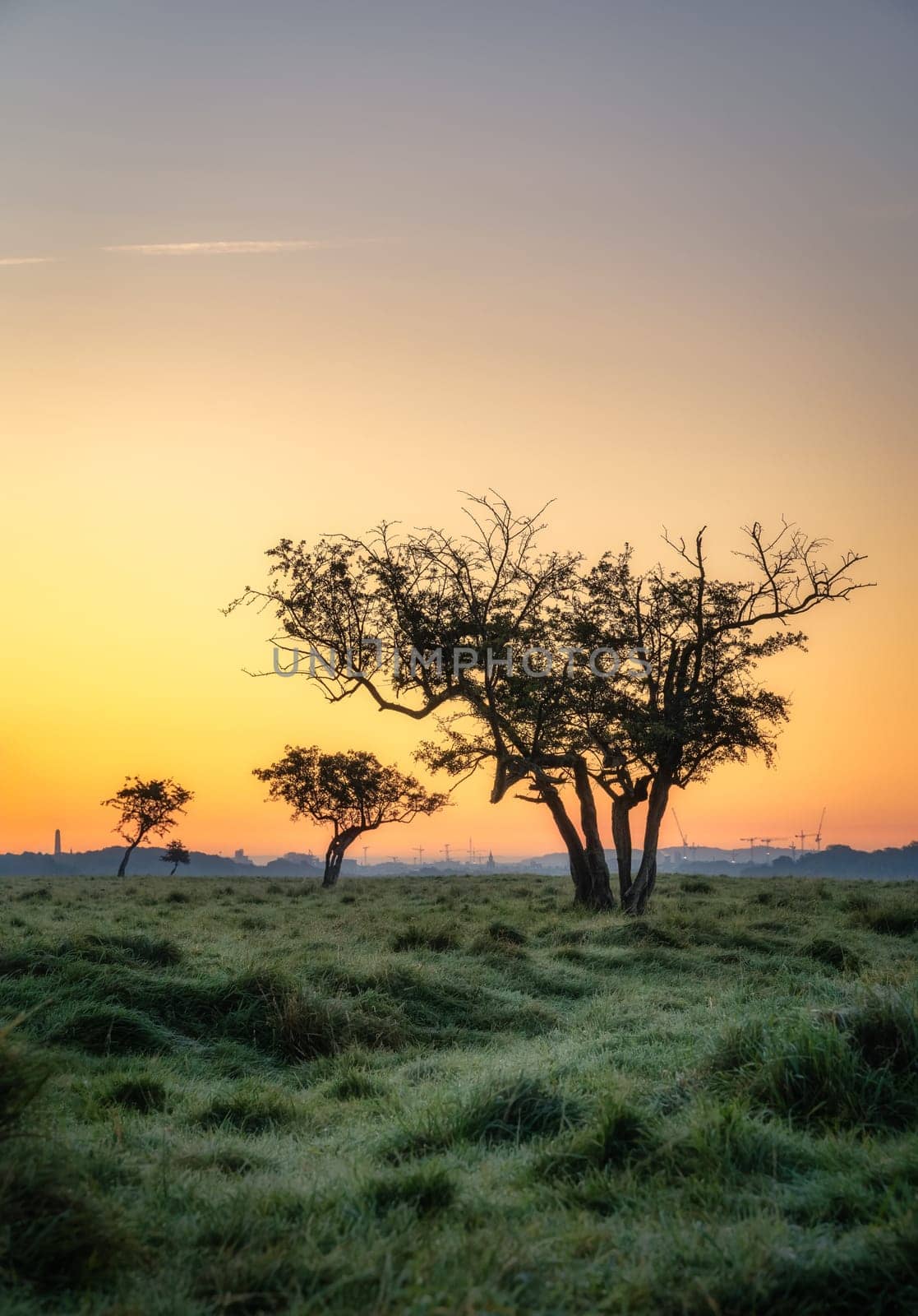 Dew on the grass and silhouette of twisted trees in Dublin city Pheonix Park at sunrise, distant city skyline with multiple cranes, Ireland