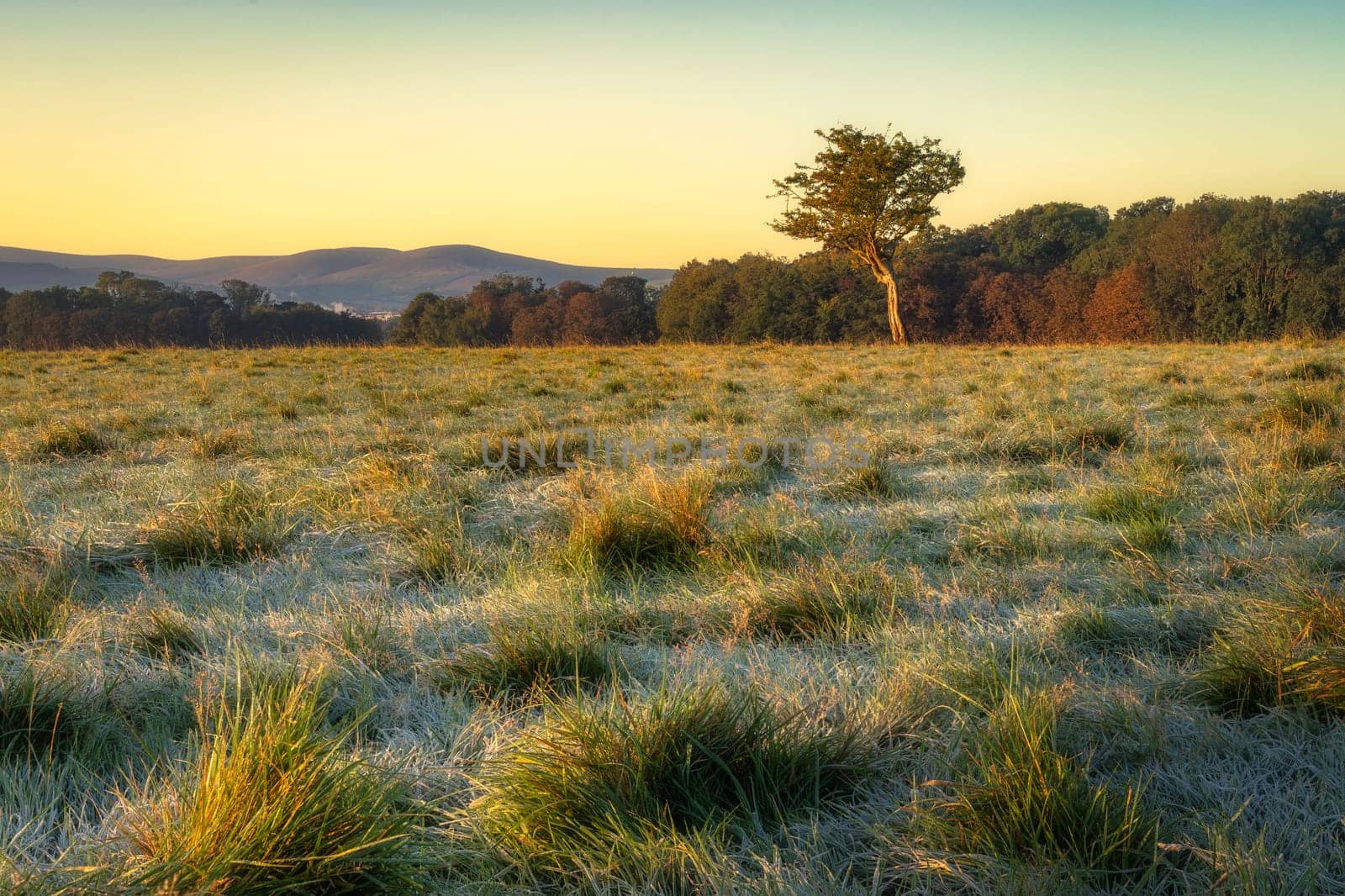 Frost covered grass and twisted tree illuminated by sunrise with forest and mountains in background, Dublin city, Pheonix Park, Ireland