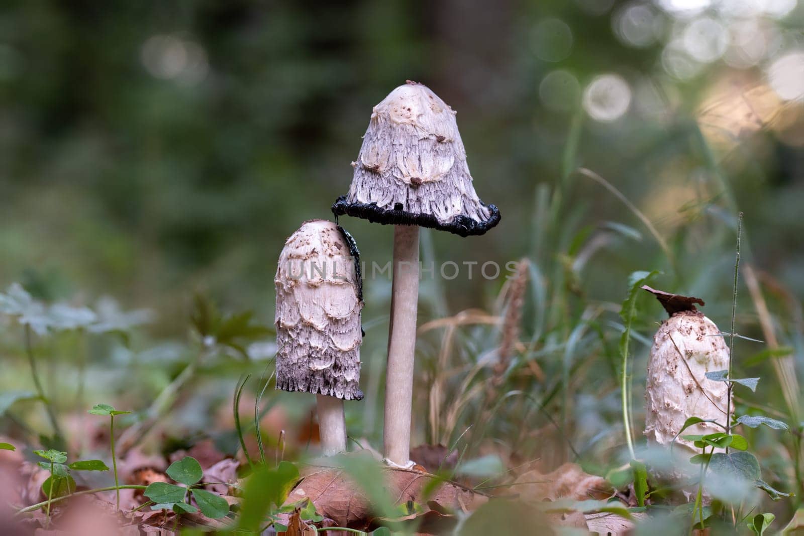Group of coprinus comatus stands on a meadow between autumnal foliage