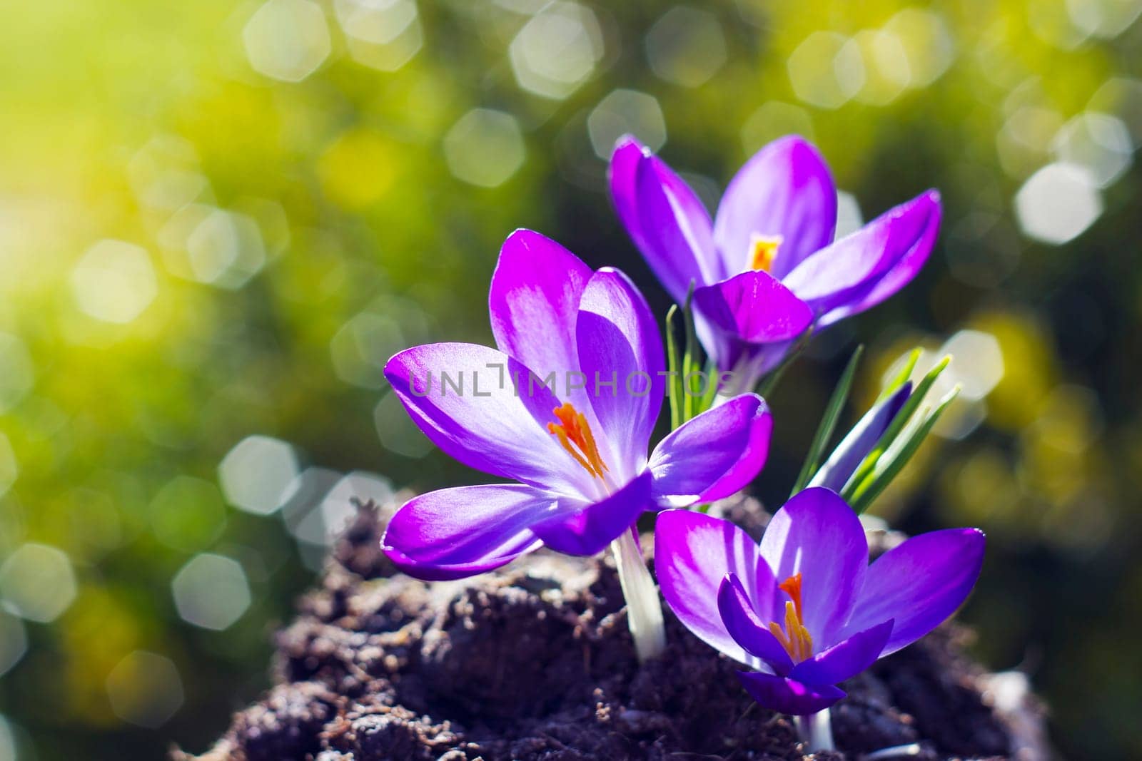 crocus - one of the first spring flowers