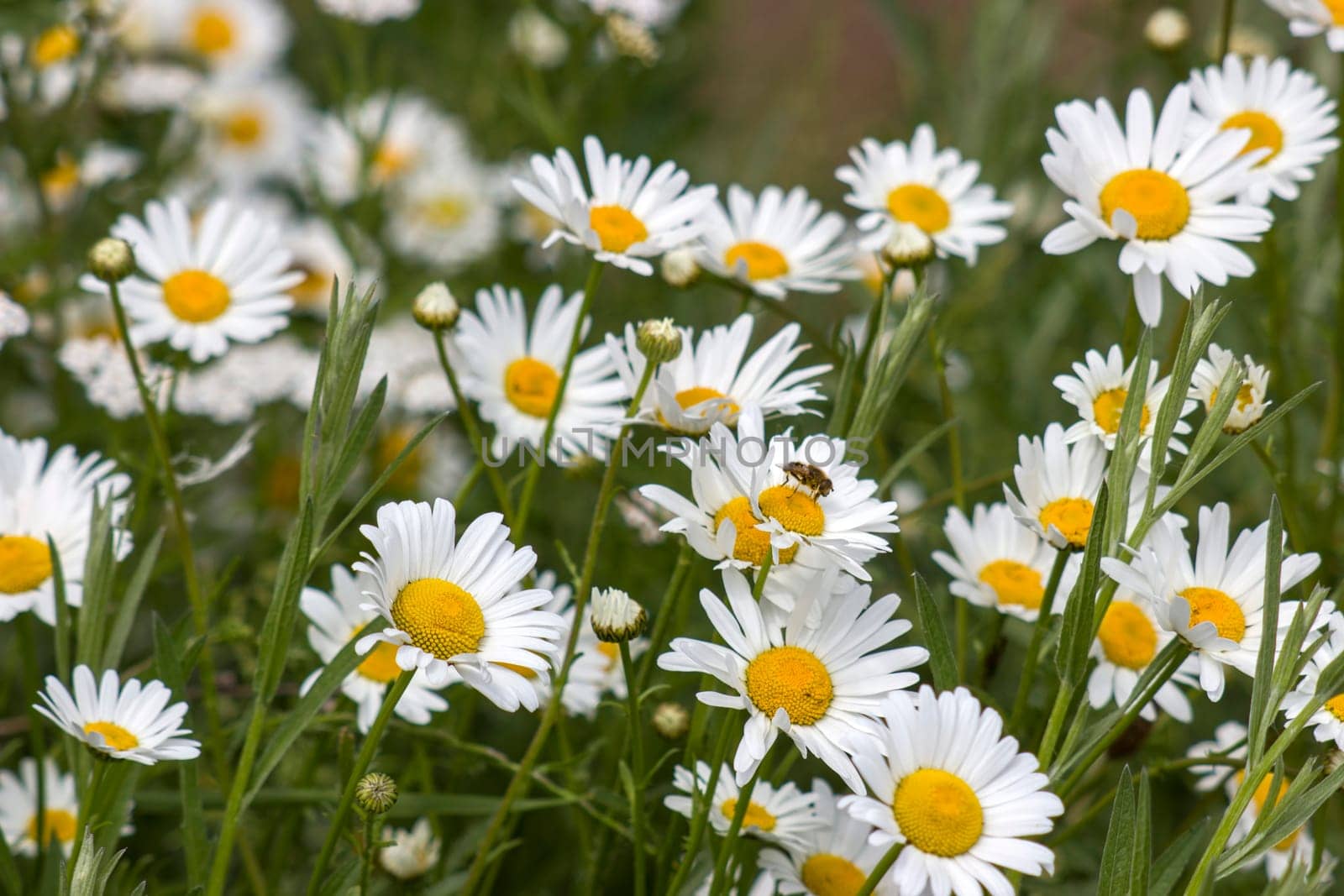 Ox-eye Daisy (Leucanthemum vulgare) in garden - close up