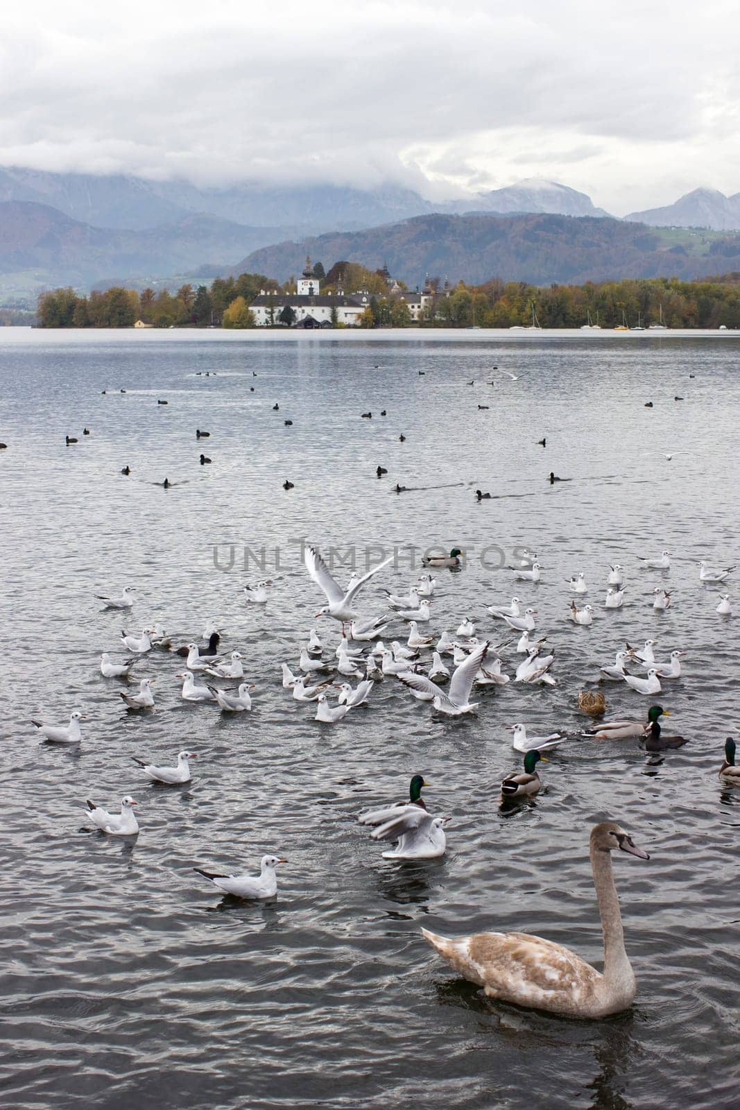 water birds in Gmunden at Traunsee, Austria, Europe