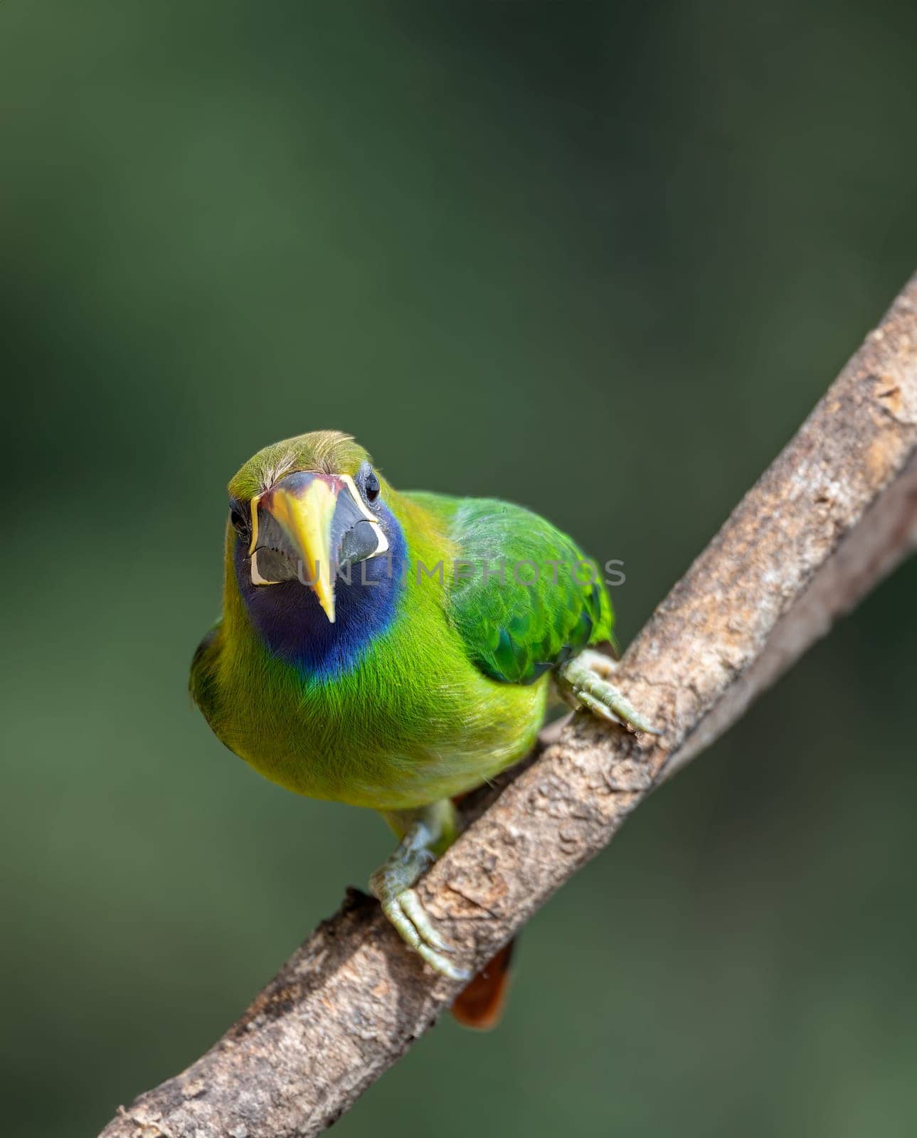 Beauty green toucan family bird Emerald toucanet (Aulacorhynchus prasinus), small toucan. Beautiful bird at San Gerardo de Dota, Wildlife and birdwatching in Costa Rica.