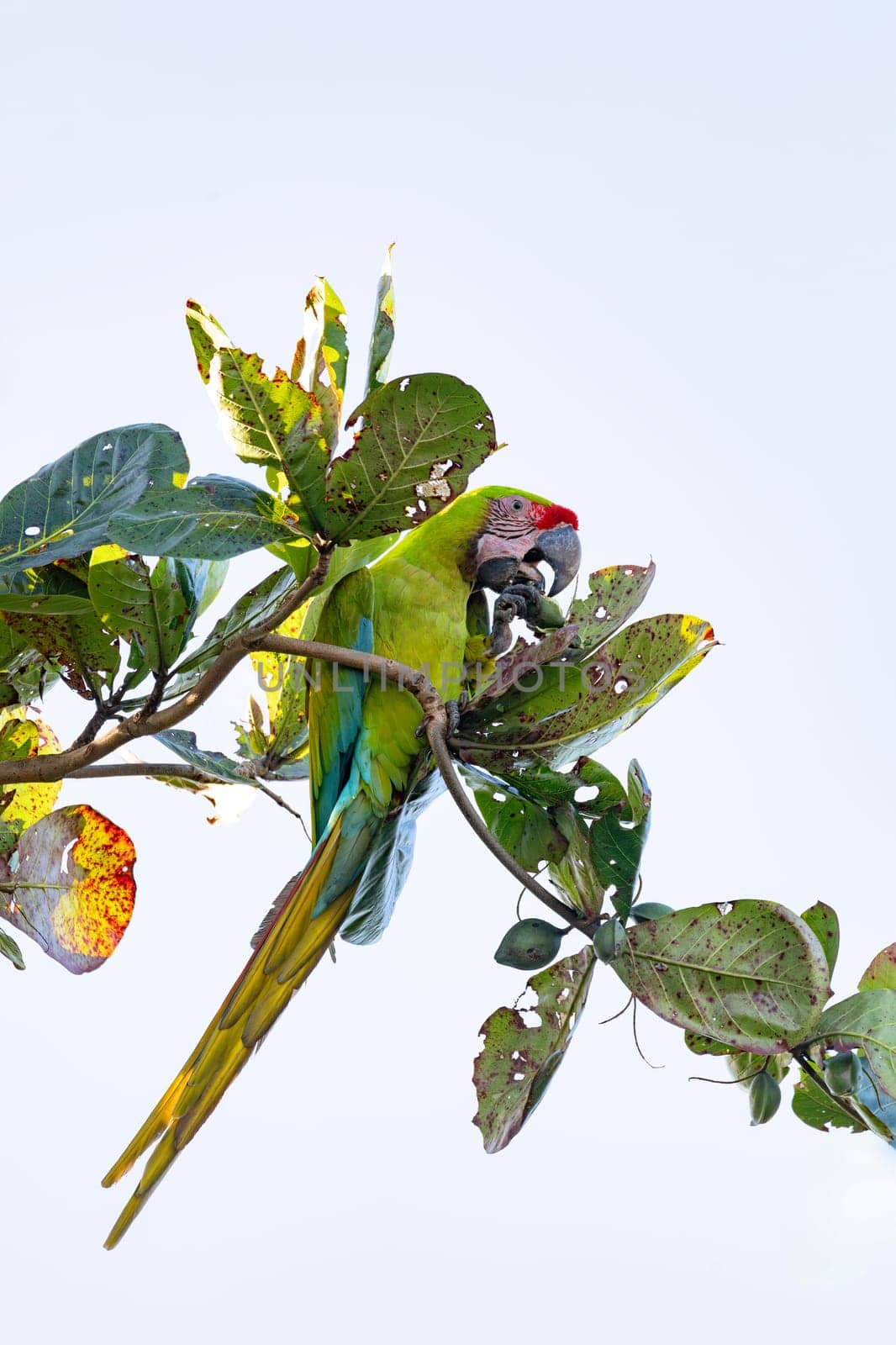 Great green macaw (Ara ambiguus), also known as Buffon's macaw or the great military macaw. Ara ambiguus is listed as Critically Endangered. Tortuguero, Wildlife and birdwatching in Costa Rica.