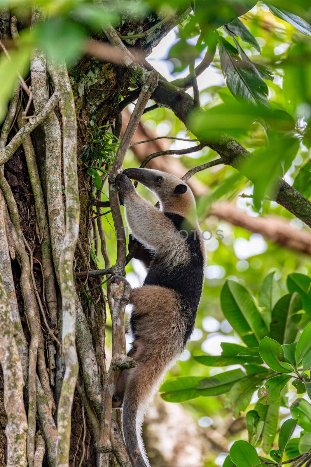 Northern tamandua (Tamandua mexicana), ant eater climb in treetop, Tortuguero Cero, Costa Rica wildlife