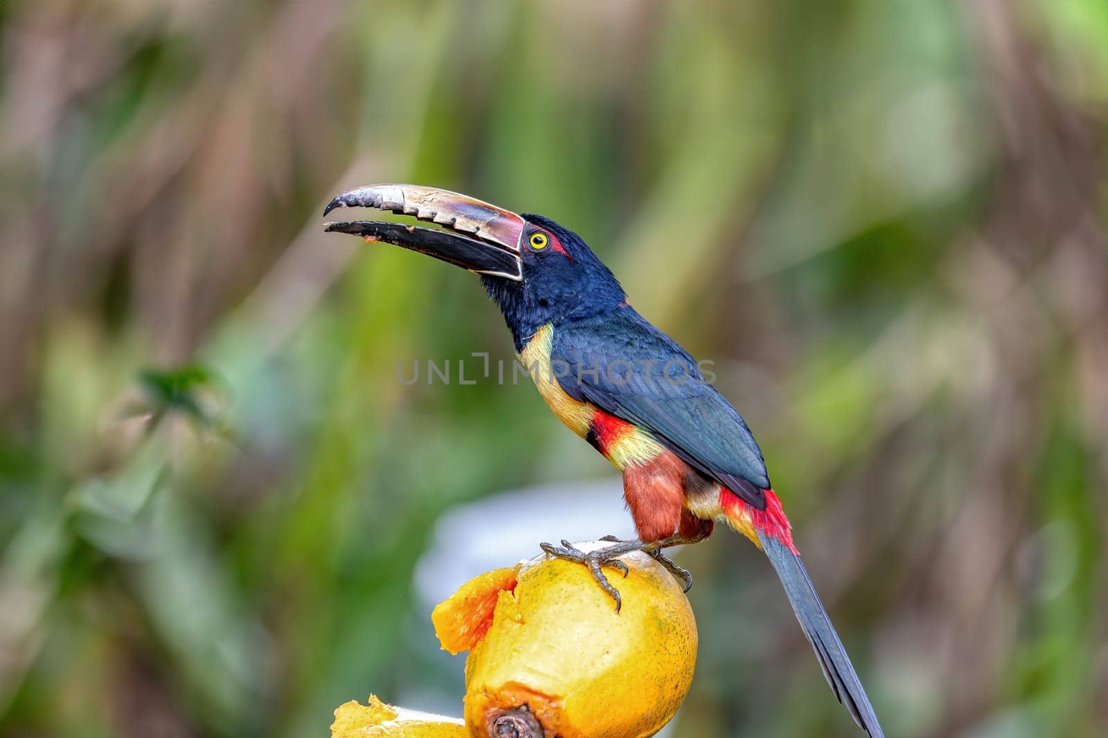 Collared aracari (Pteroglossus torquatus) is a near-passerine bird in the toucan family Ramphastidae. La Fortuna, Volcano Arenal, Wildlife and birdwatching in Costa Rica.