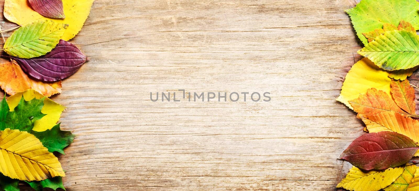 Top view of yellow autumn leaves frame on vintage wooden background. Fall season with brown maple leaf border on rustic table texture. September design banner.