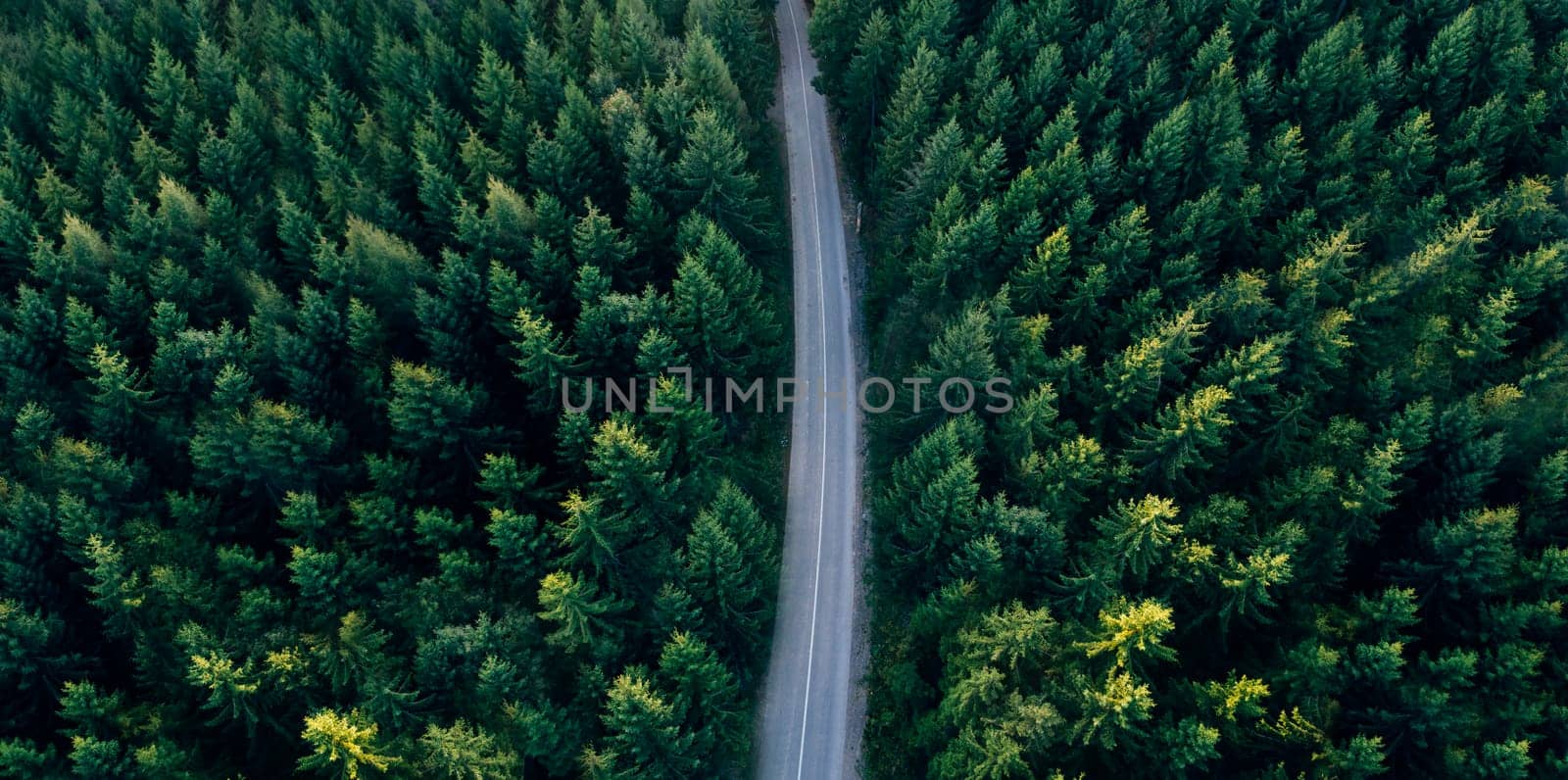 Top view of dark green forest landscape wallpaper art. Aerial nature scene of pine trees and asphalt road banner design. Countryside path trough coniferous wood form above. Adventure travel concept background.