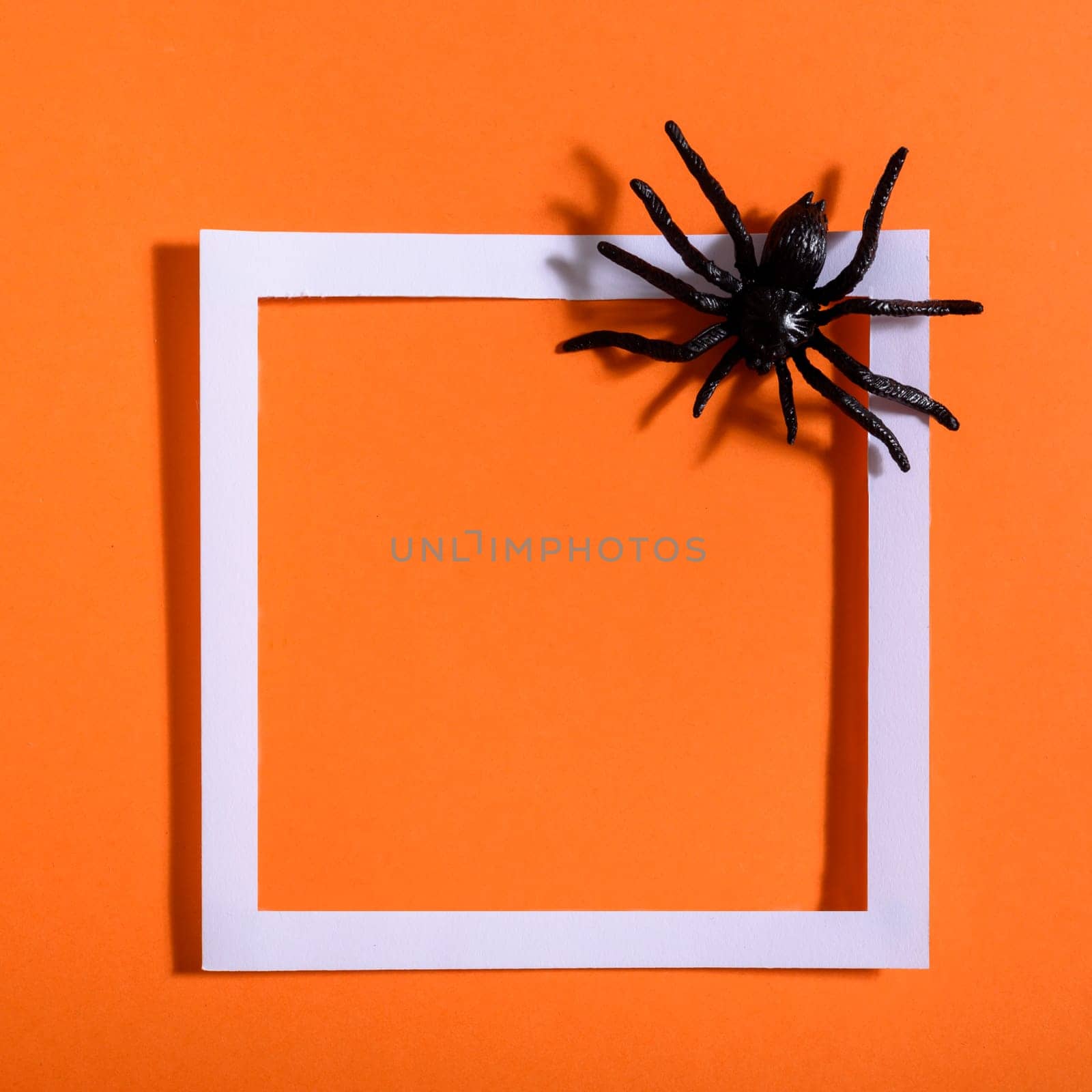 Empty white frame with scary black spider on orange paper. Halloween background layout. Minimal flat lay design.