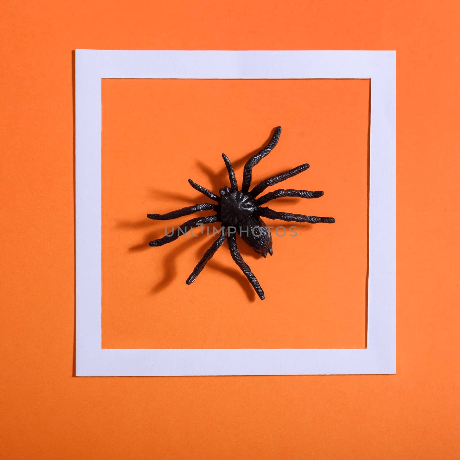 Empty white frame with scary black spider on orange paper. Halloween background layout. Minimal flat lay design.