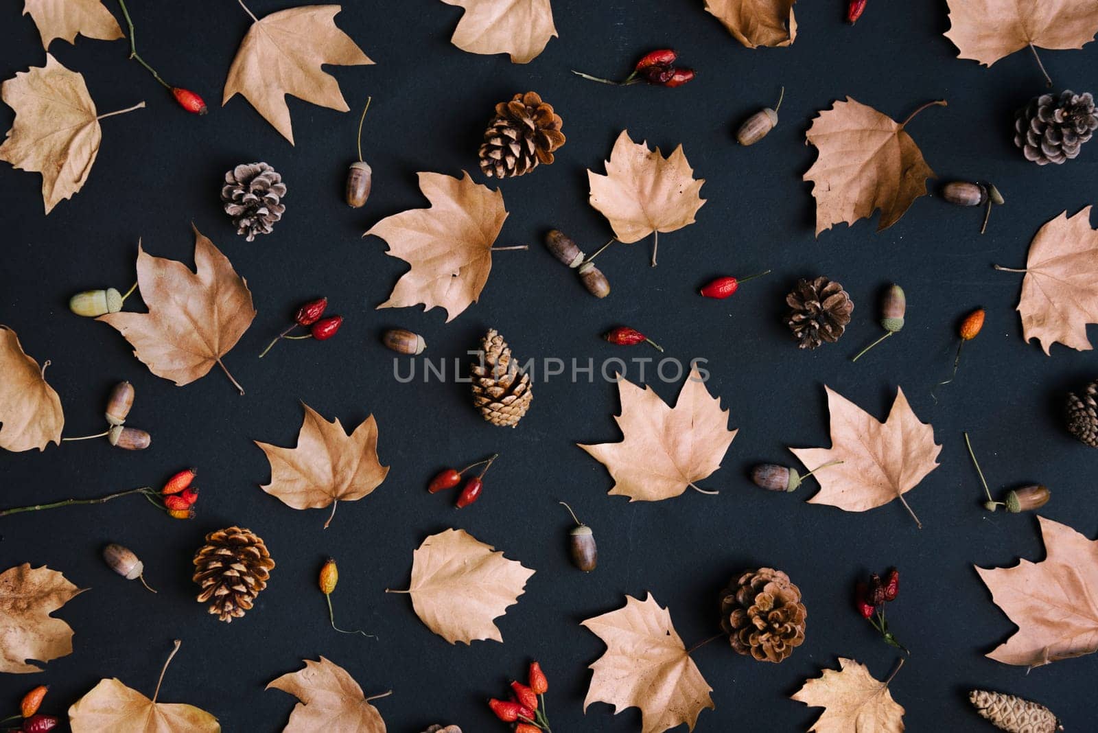 Autumn leaves with acorn and cones composition pattern on dark background from above. Maple leaf texture on black paper. Minimal thanksgiving and halloween seasonal design art. Flat lay.