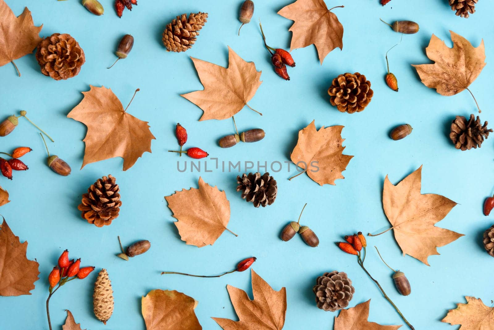 Autumn leaves with acorn and cones composition pattern on pastel blue background from above. Maple leaf texture on color table. Minimal thanksgiving and halloween seasonal design pop art.
