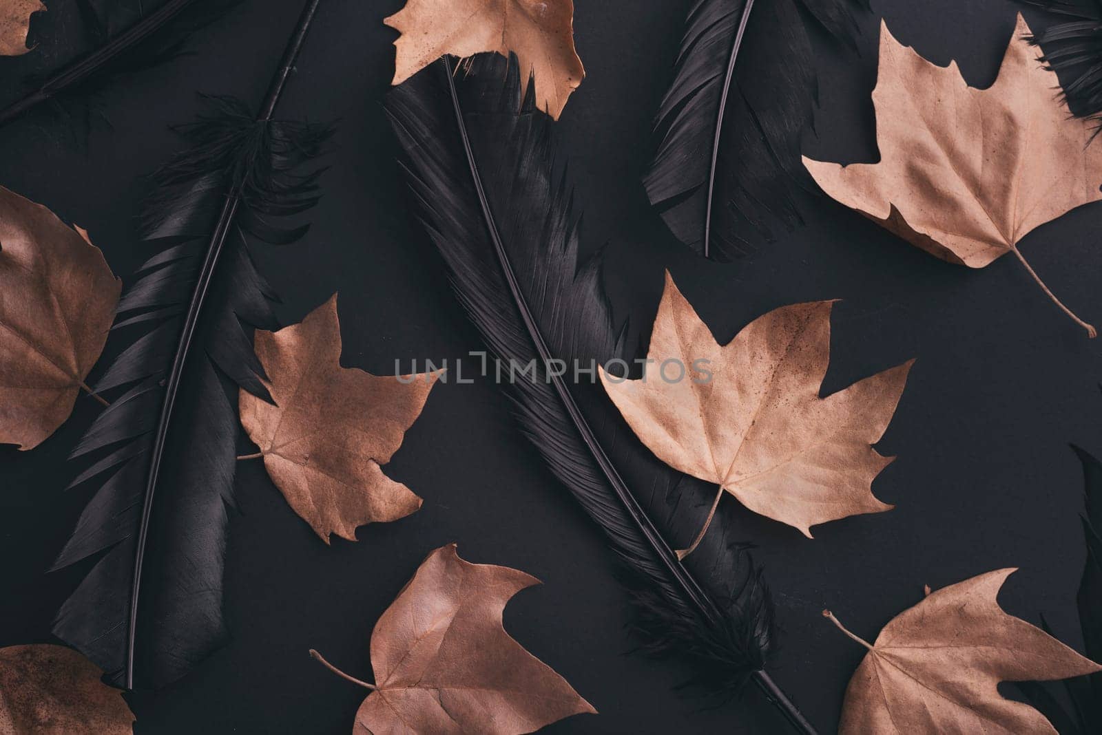 Halloween background pattern with autumn maple leaves and raven black feather. Flat lay.