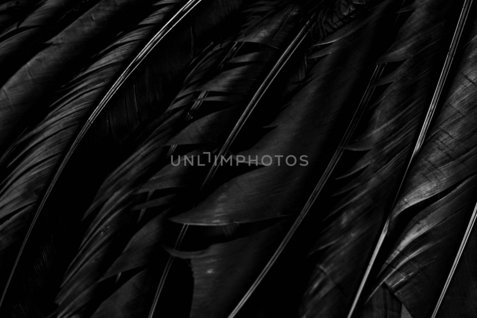Halloween background with black raven feathers on dark grunge backdrop. Horror gothic abstract design with copyspace. Closeup of bird wing texture.