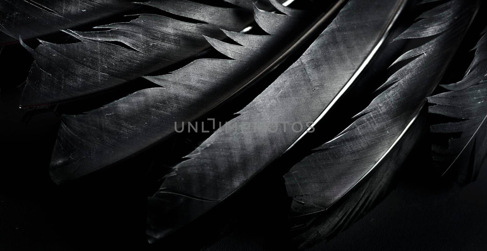 Halloween background with black raven feathers on dark grunge backdrop. Horror gothic abstract design with copyspace. Closeup of bird wing texture.