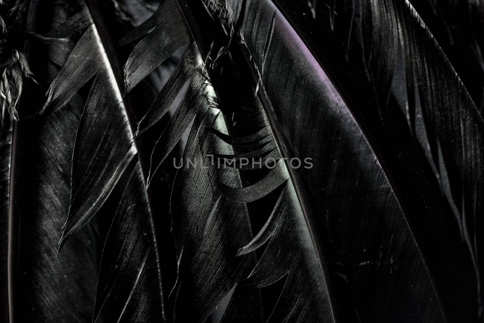 Halloween background with black raven feathers on dark grunge backdrop. Horror gothic abstract design with copyspace. Closeup of bird wing texture.