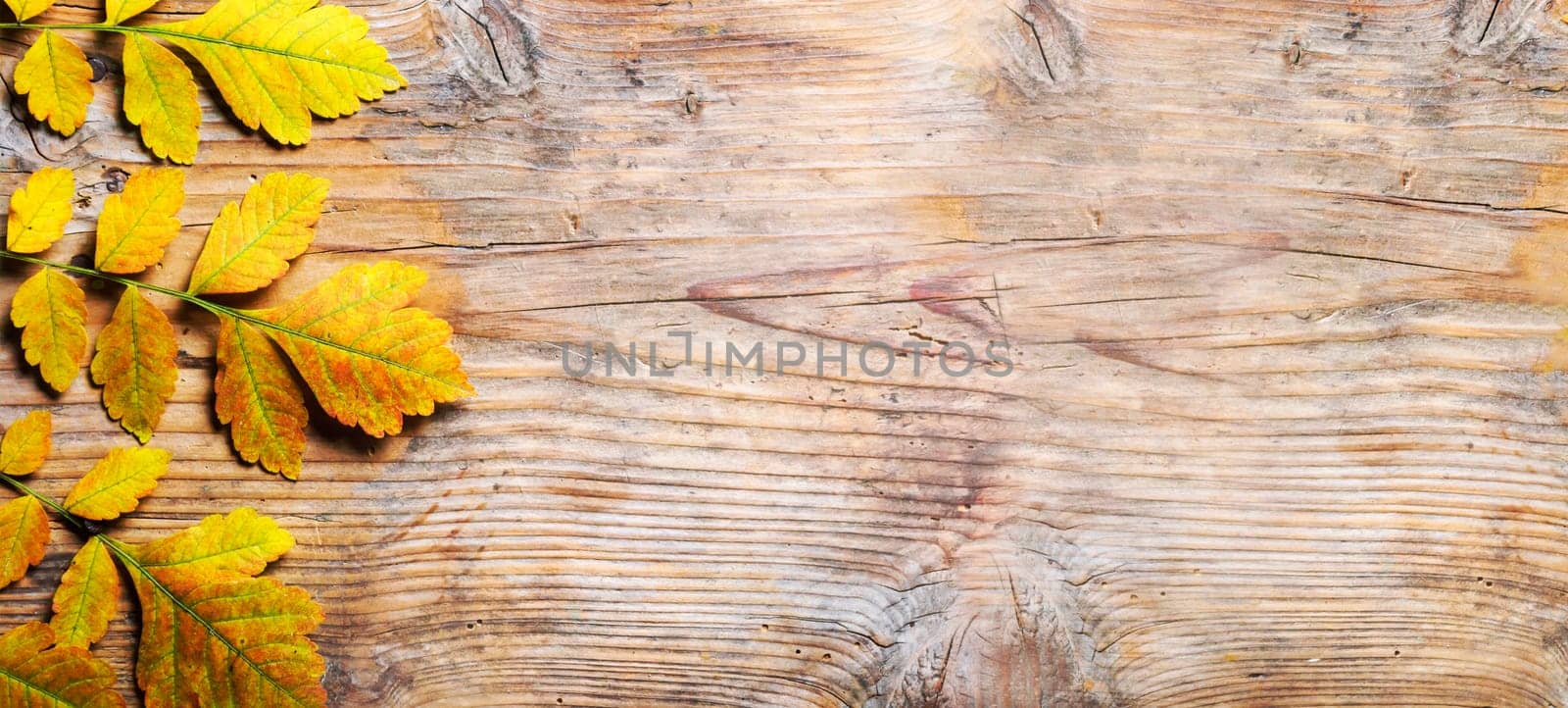 Top view of yellow autumn leaves frame on vintage wooden background. Fall season with brown yellow  leaf border on rustic table texture. September design banner.
