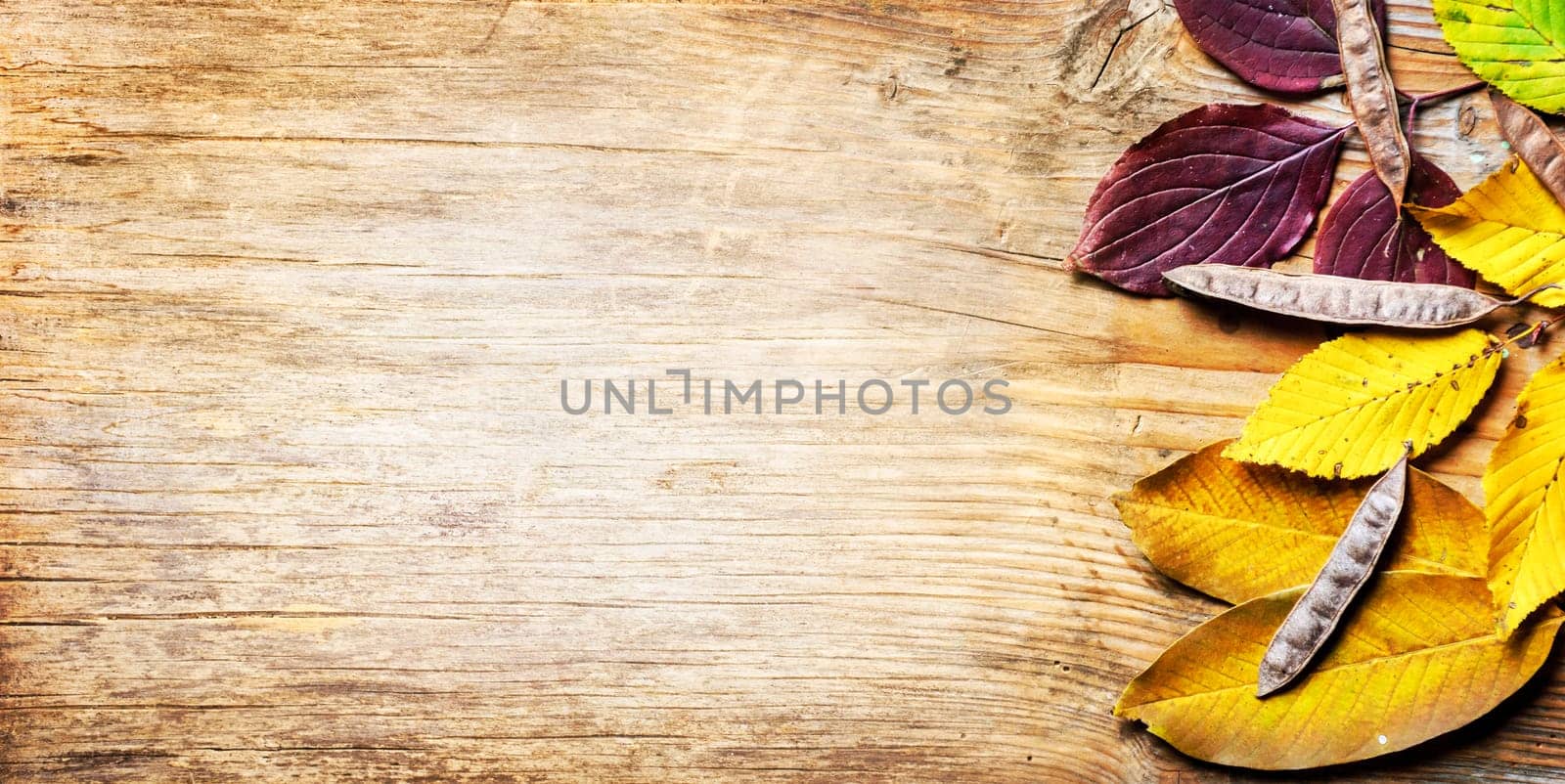 Top view of yellow autumn leaves frame on vintage wooden background. Fall season with brown beech leaf border on rustic table texture. September design banner.