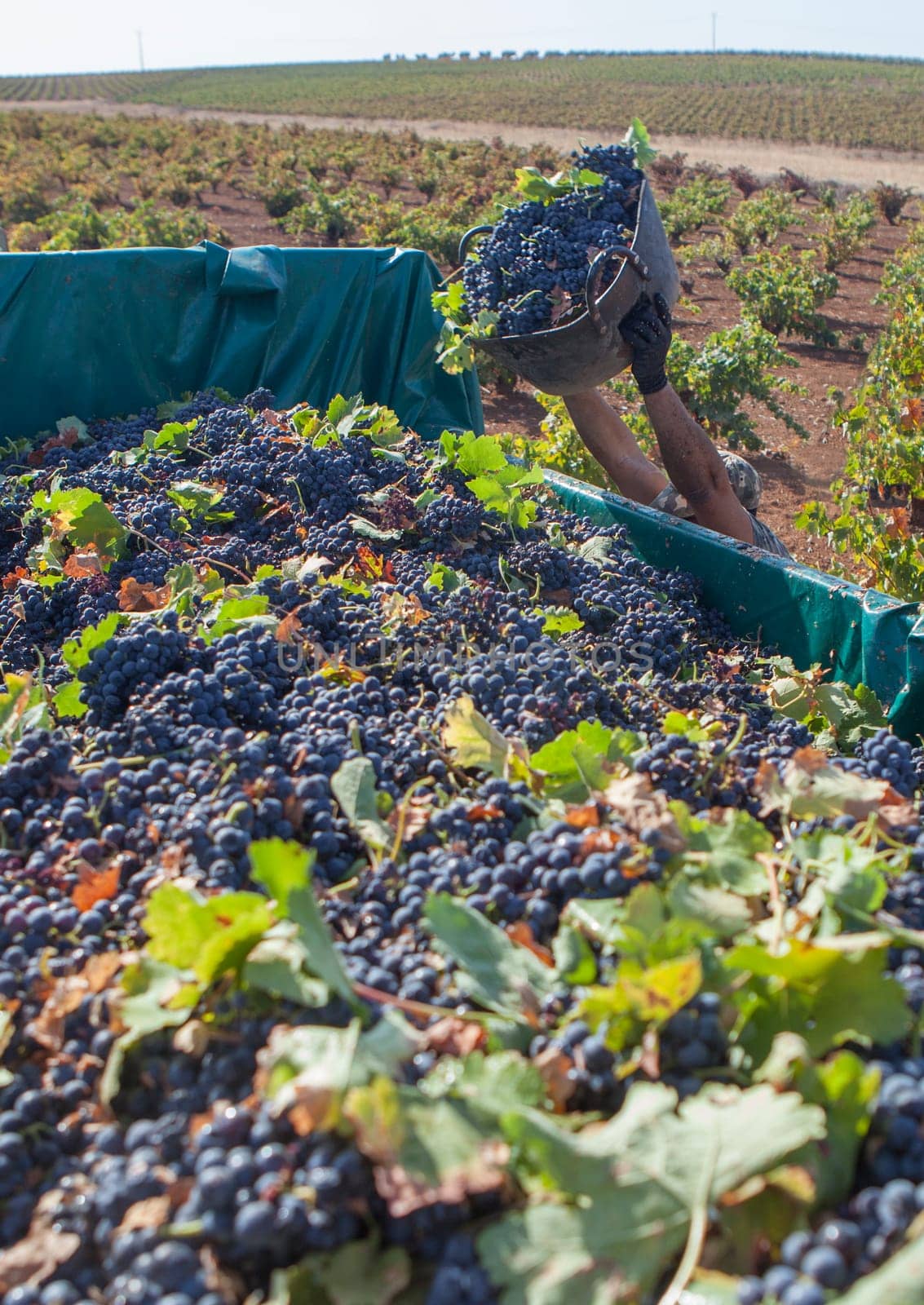 Laborer unloading his bucket into the trailer. Grape harvest season scene