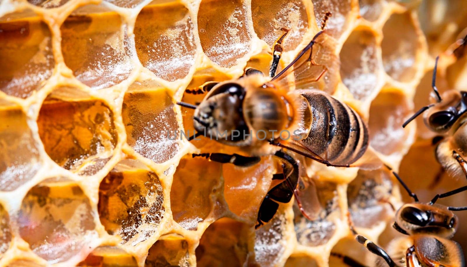 the queen (apis mellifera) marked with dot and bee workers around her - life of bee colony