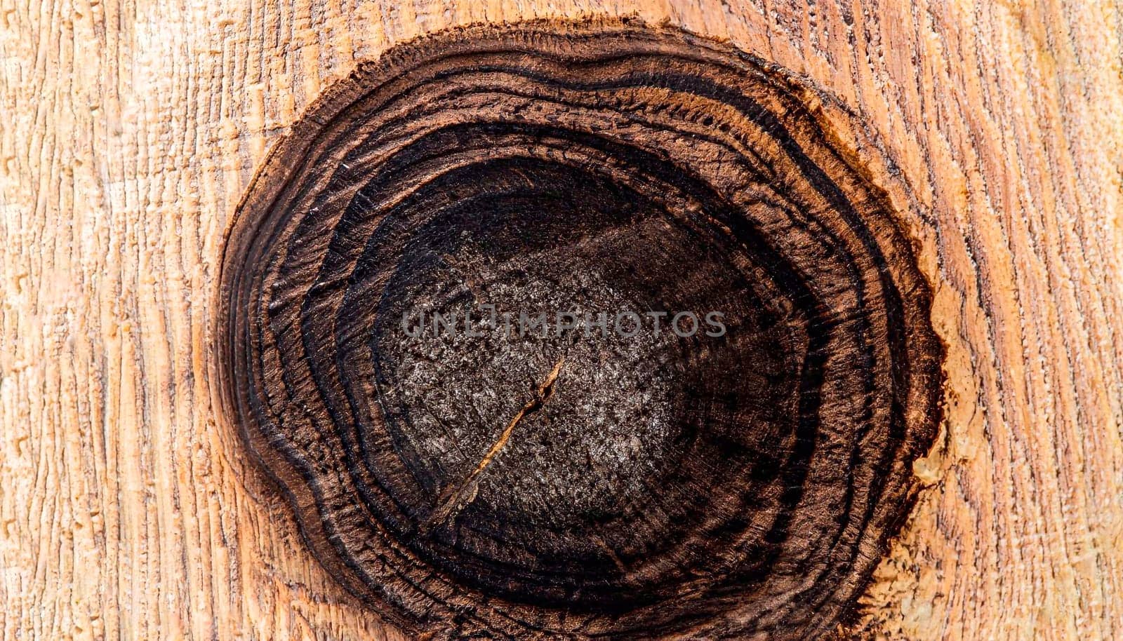 Wood texture. Wood texture for design and decoration