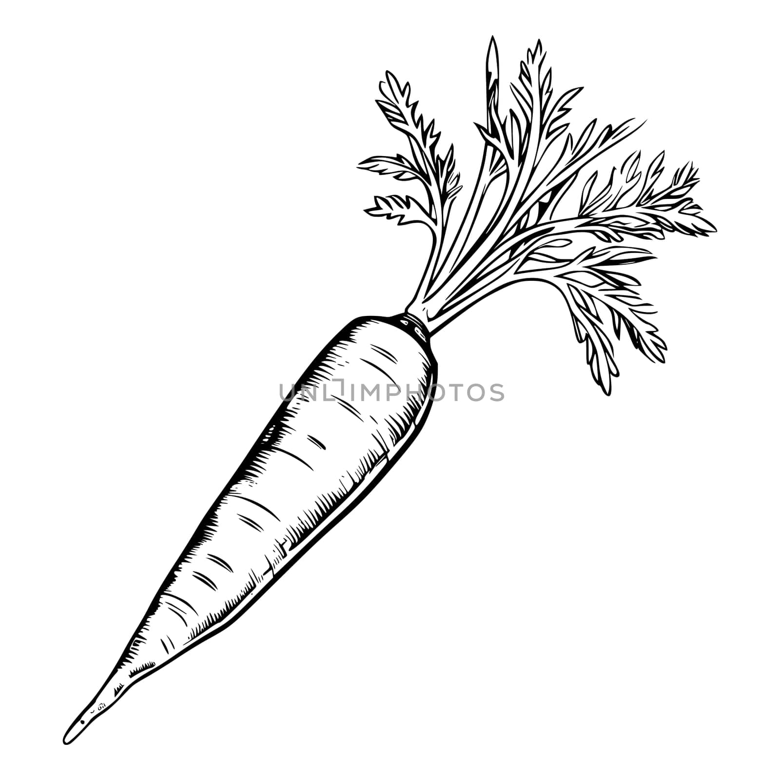 Carrot Coloring Page Drawing For Kids
