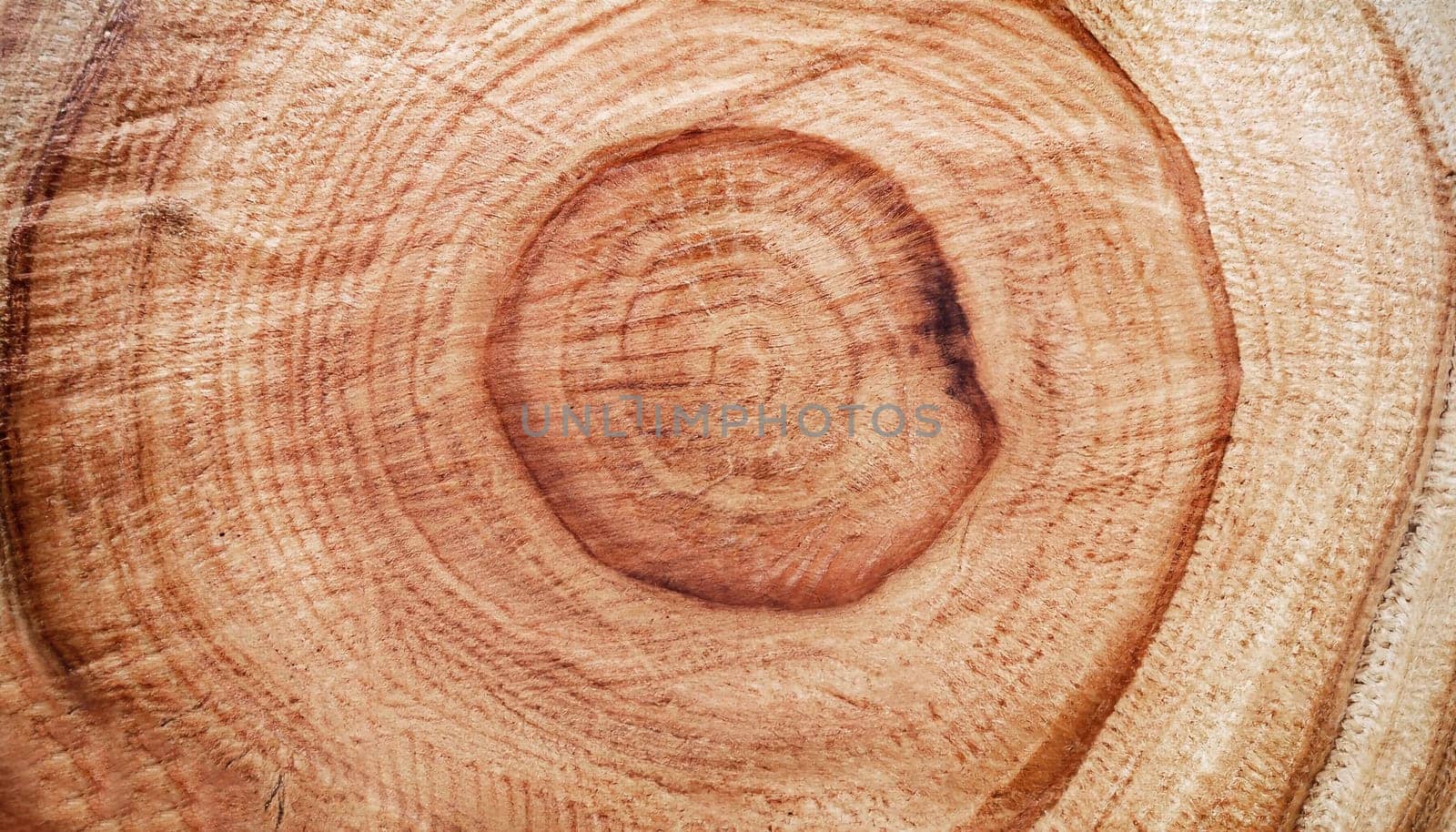 Wood texture with round shapes. Photo made with natural light. Juniper, cherry, apple tree and plum saw cut tree.